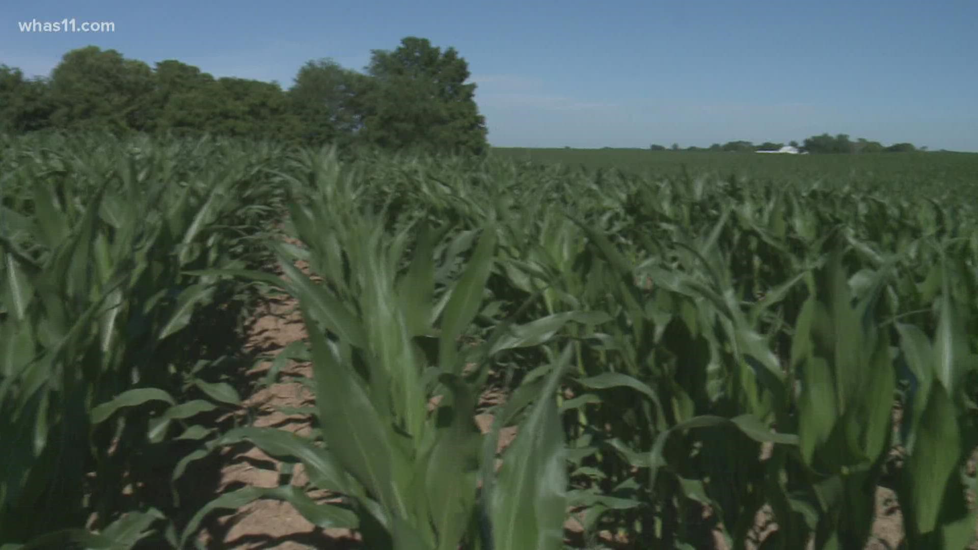 Local farmers say with the rising costs to get seeds planted, this dry heat is a problem.