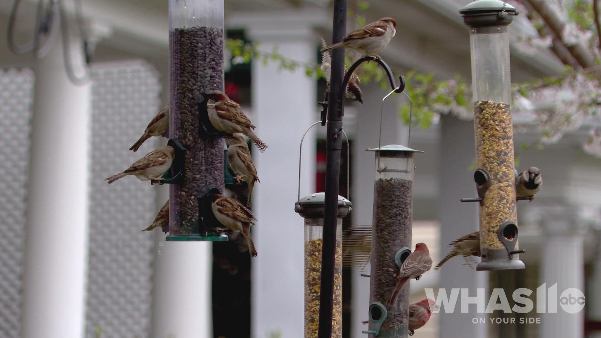 Birds eating feed in Louisville as spring quickly approaches.