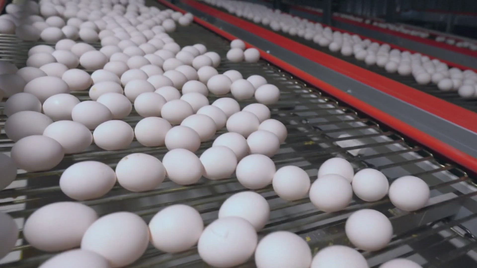 Egg industry officials and farmers say egg supplies have bounced back and egg-laying flocks have been rebuilt.