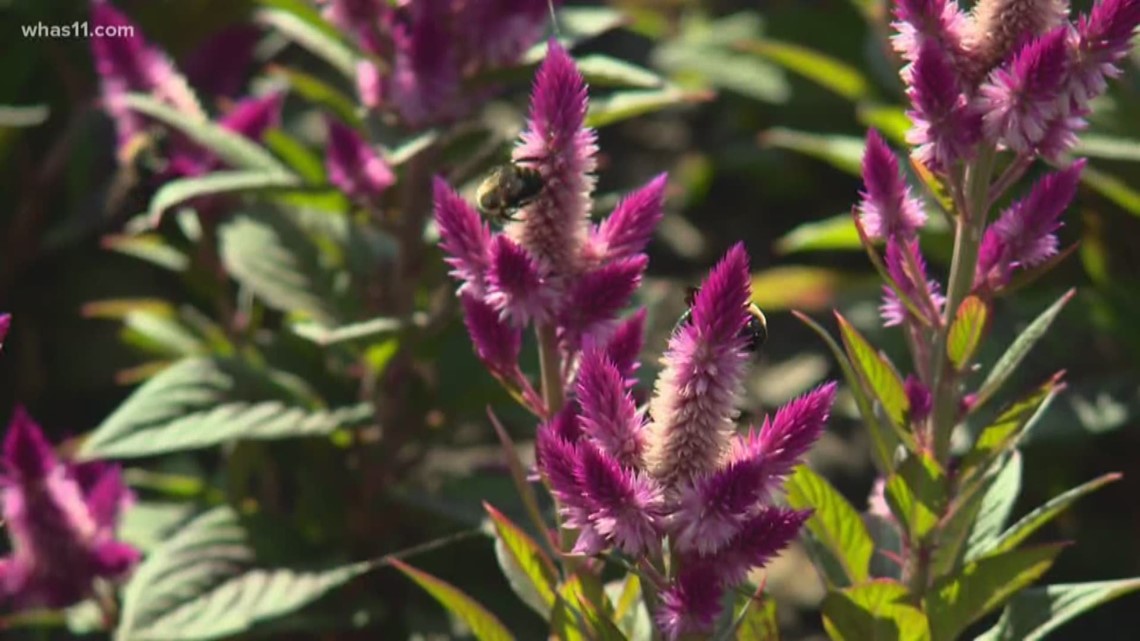 Waterfront Botanical Gardens grand opening | whas11.com