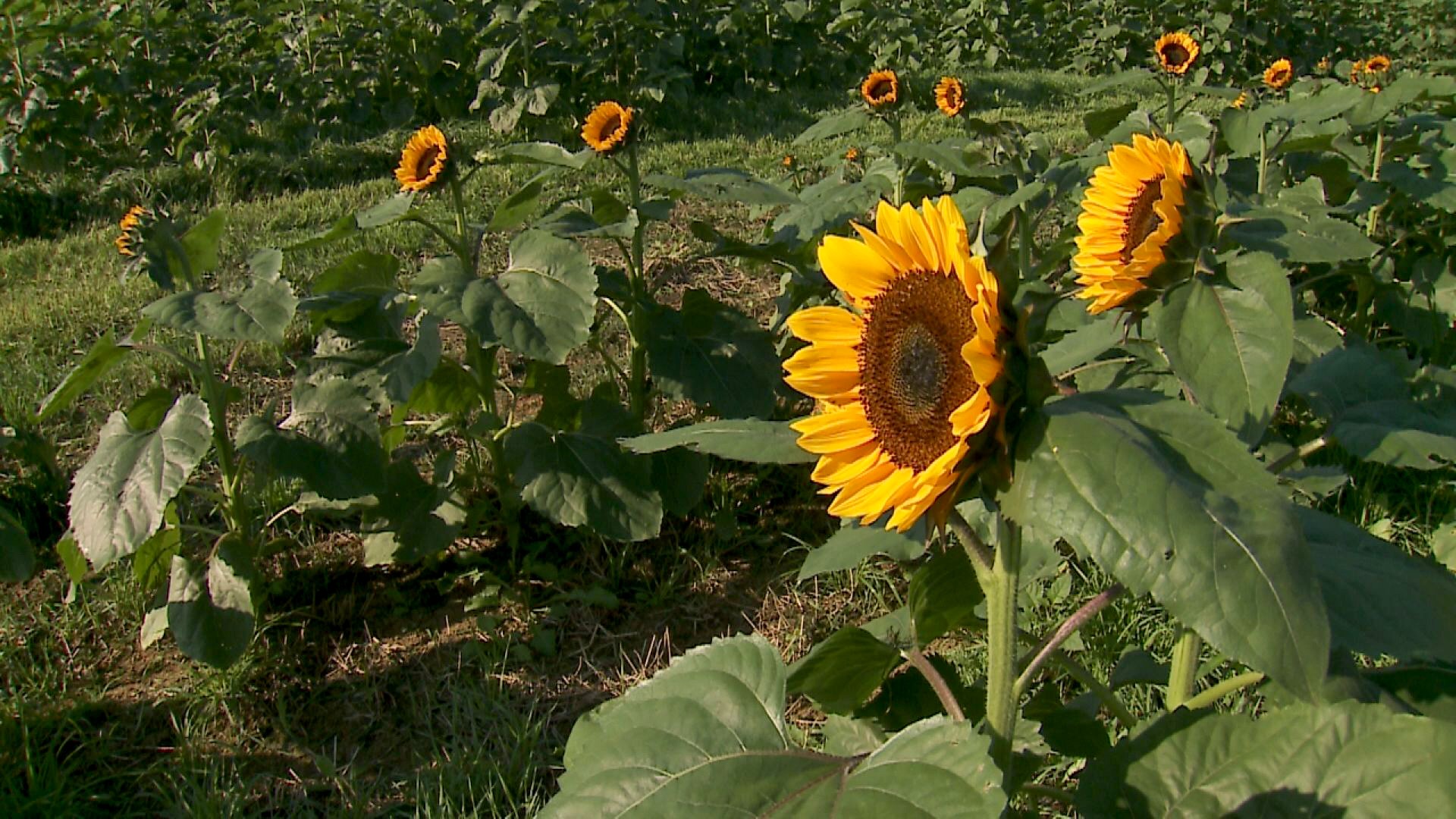 Cornucopia Farm in Scottsburg is ready to open its three-acre sunflower field to the public this weekend.