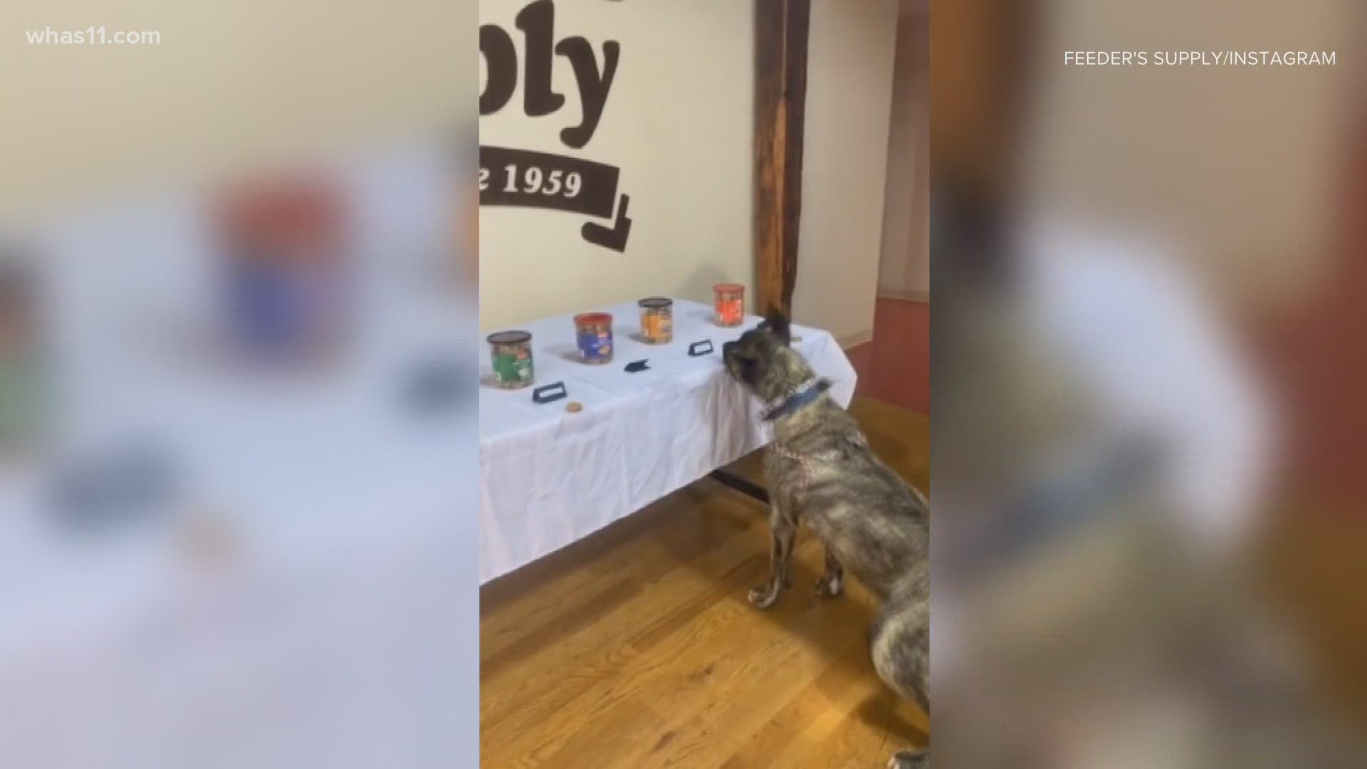 Ethan got to chose the winning flavor that will be a limited edition treat released by the Kentucky Humane Society, benefitting the organization.