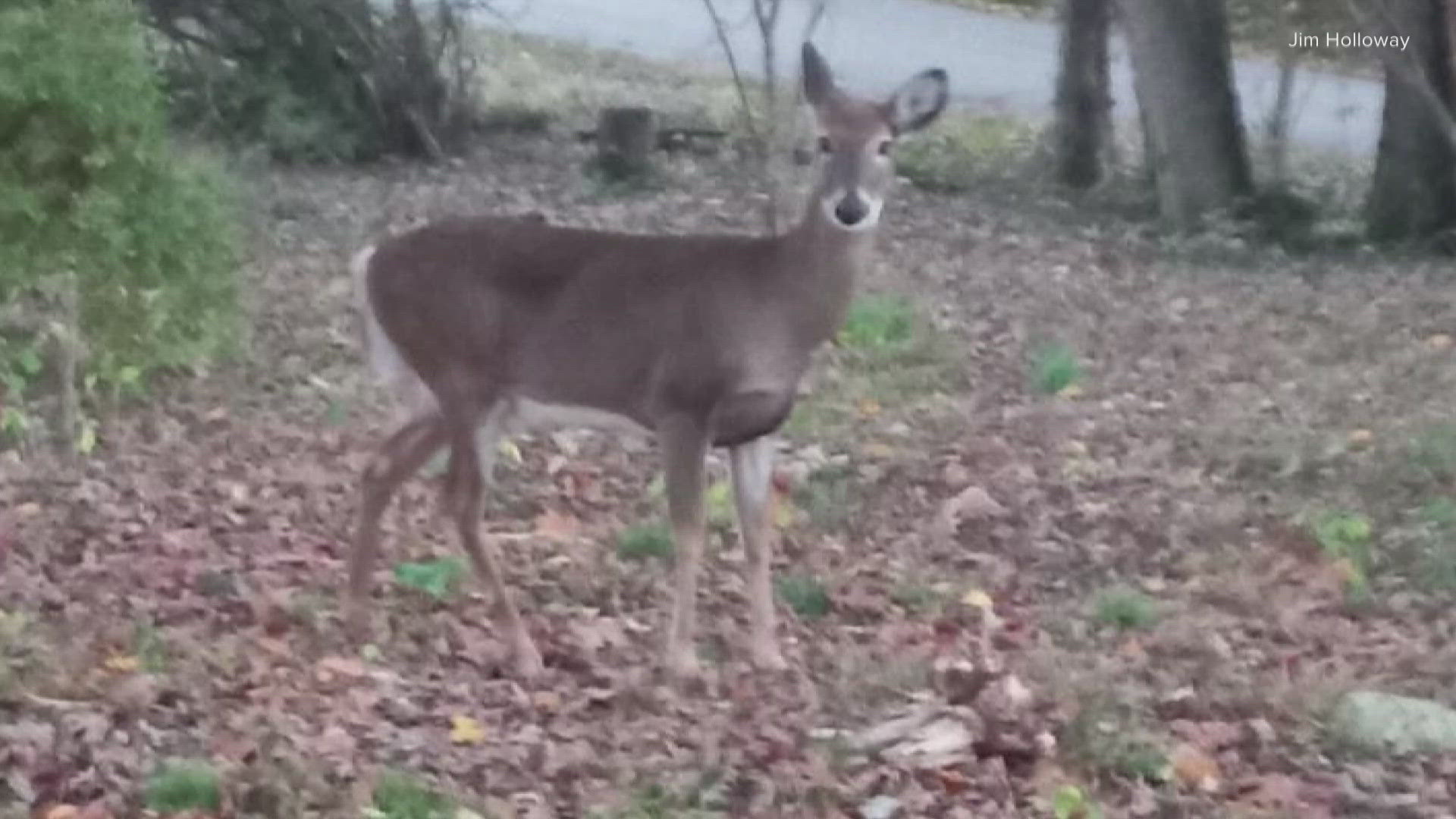 Jeff Cull Origin Park deer culling 'paused' after public outcry over unanswered ...