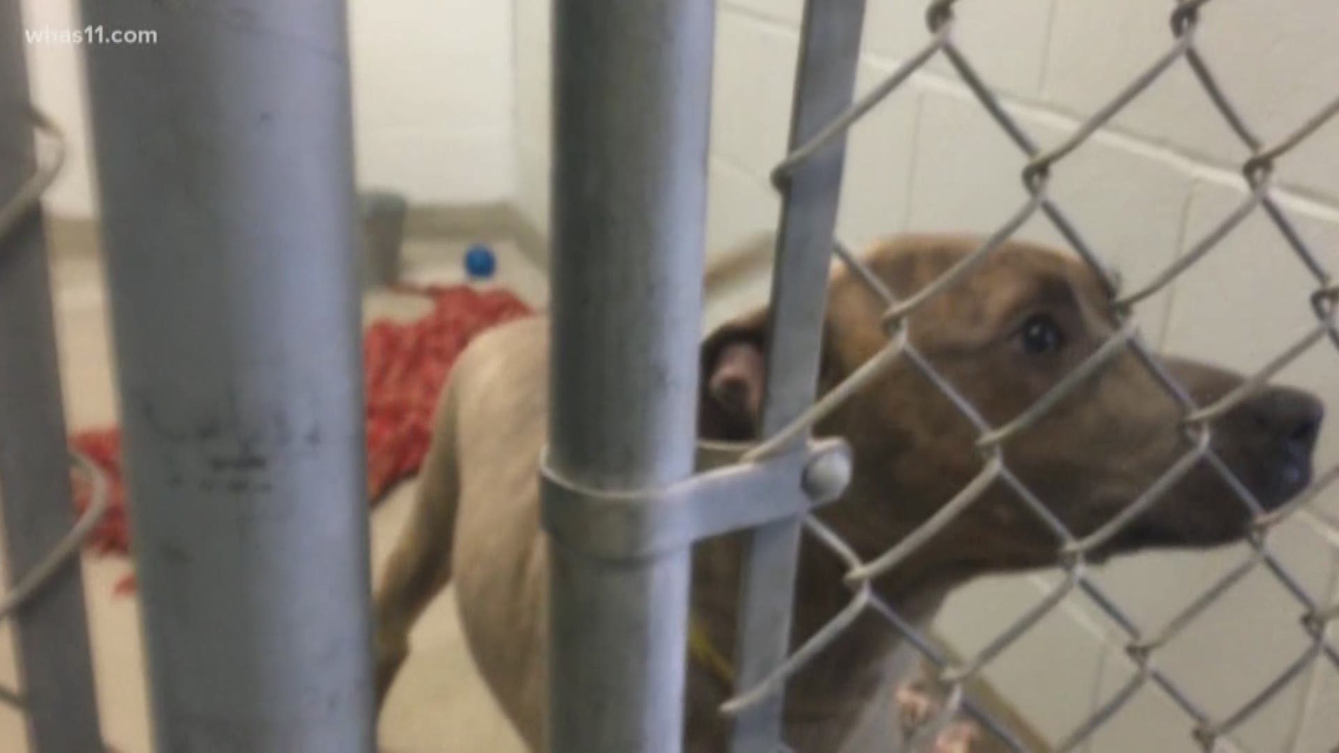 An Indiana animal shelter closed for two weeks because of allegations of misconduct by former employees is ready to start over.