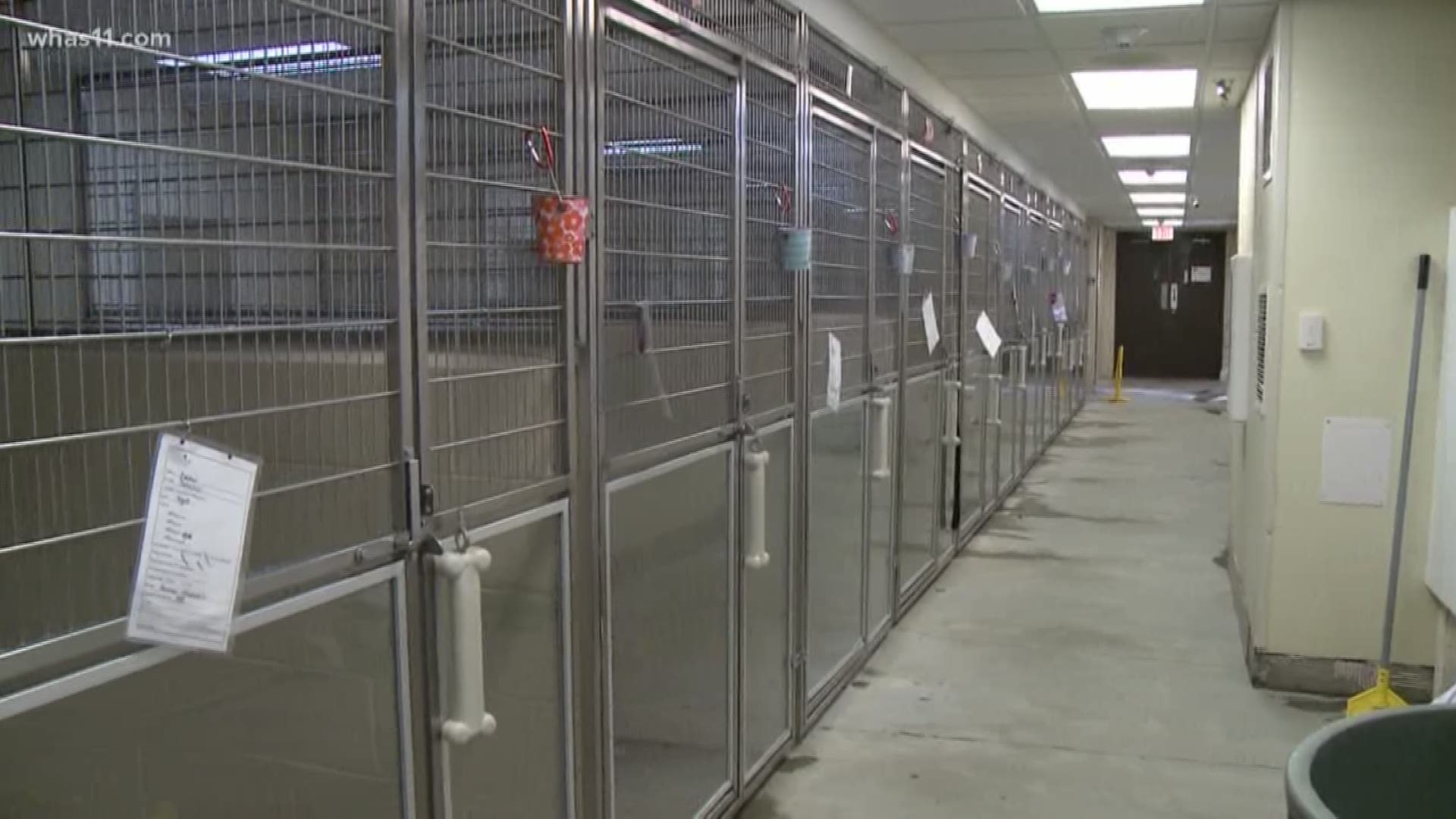 No more dogs are being accepted at the Kentucky Humane Society as they deal with the canine flu.
