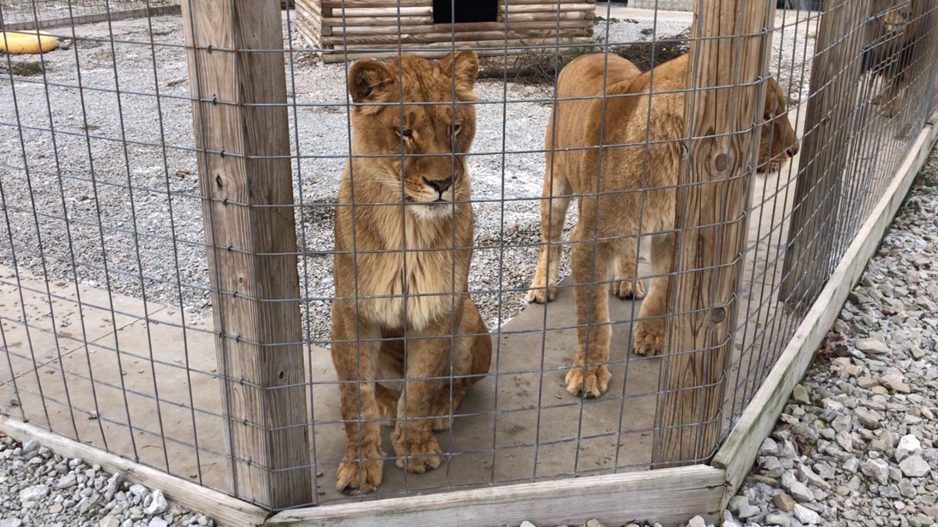 All animals, excluding big cats, must be removed by Sept. 18.