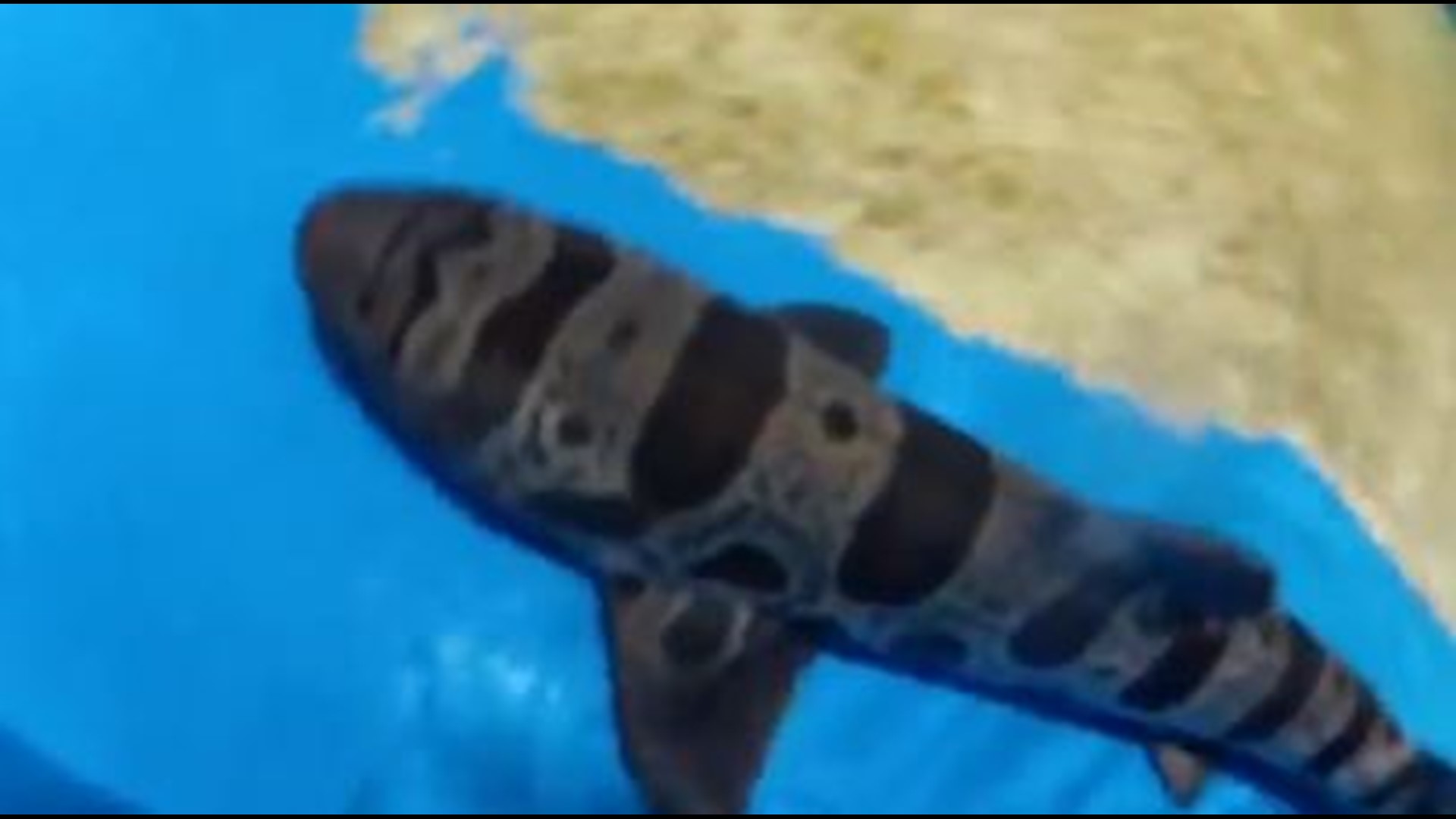 The Newport Aquarium is now home to a new baby shark, on exhibit for the first time now during Shark Summer. Newport Aquarium is located at 1 Levee Way in Newport, KY. For more information, call 1-800-406-3473 or go to NewportAquarium.com.