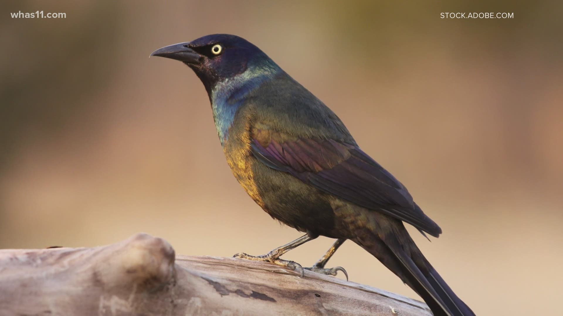 Kentucky Fish and Wildlife says cases of sick and dying birds have gone up since May, asking people to stop bird feeding in Louisville.