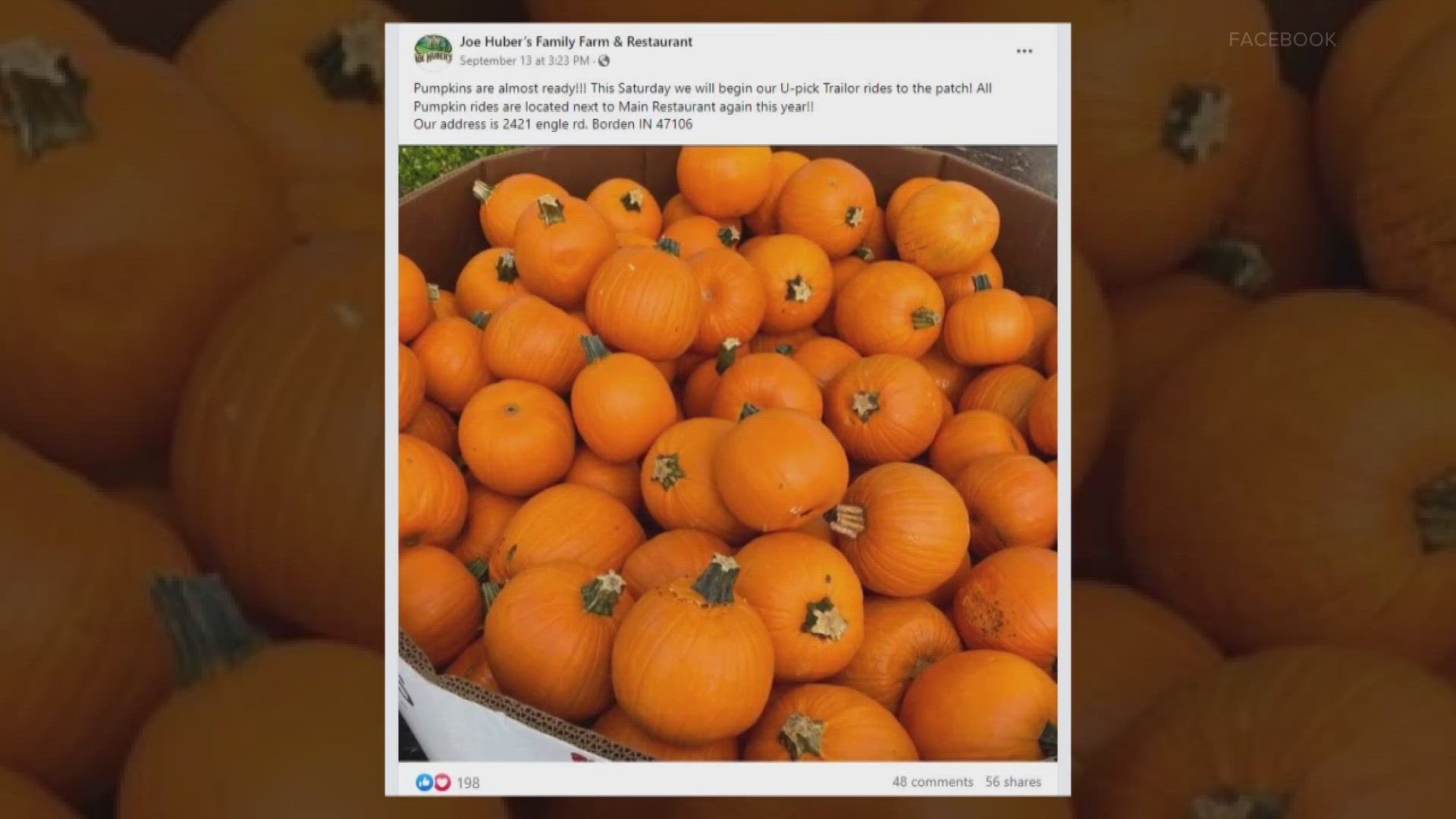 At Huber's farm, you can pick pumpkins, go on trailer rides and grab some country-style food at the restaurant.