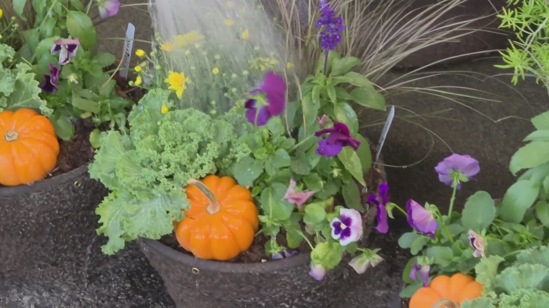 It's been pretty dry across Kentuckiana over the past few months. That means it's very important to tend to your garden now as we move into Fall.