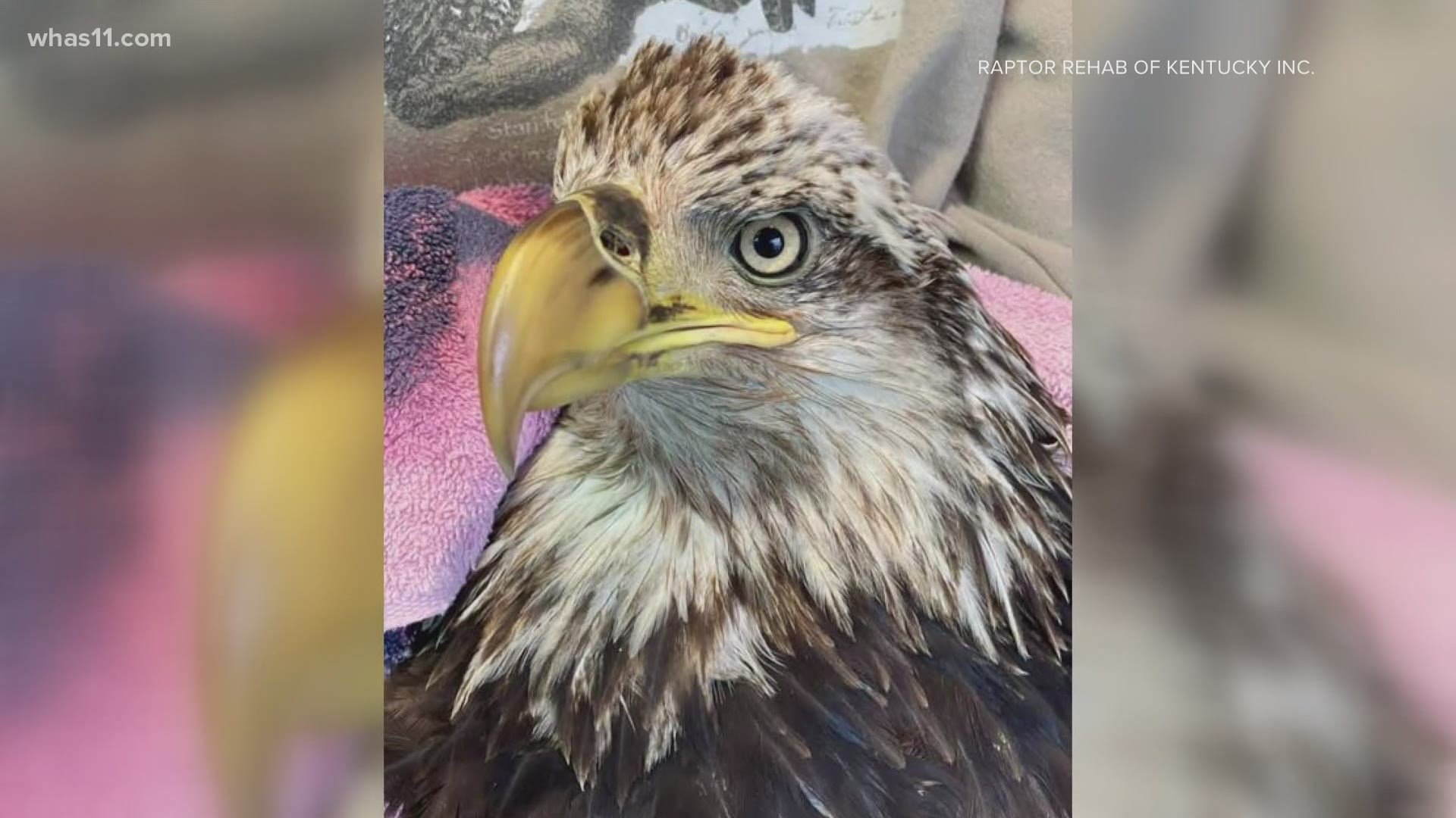 The rehabilitation center got the bald eagle after a volunteer participating in the annual bird count saw it in a creek bed at Bernheim forest.