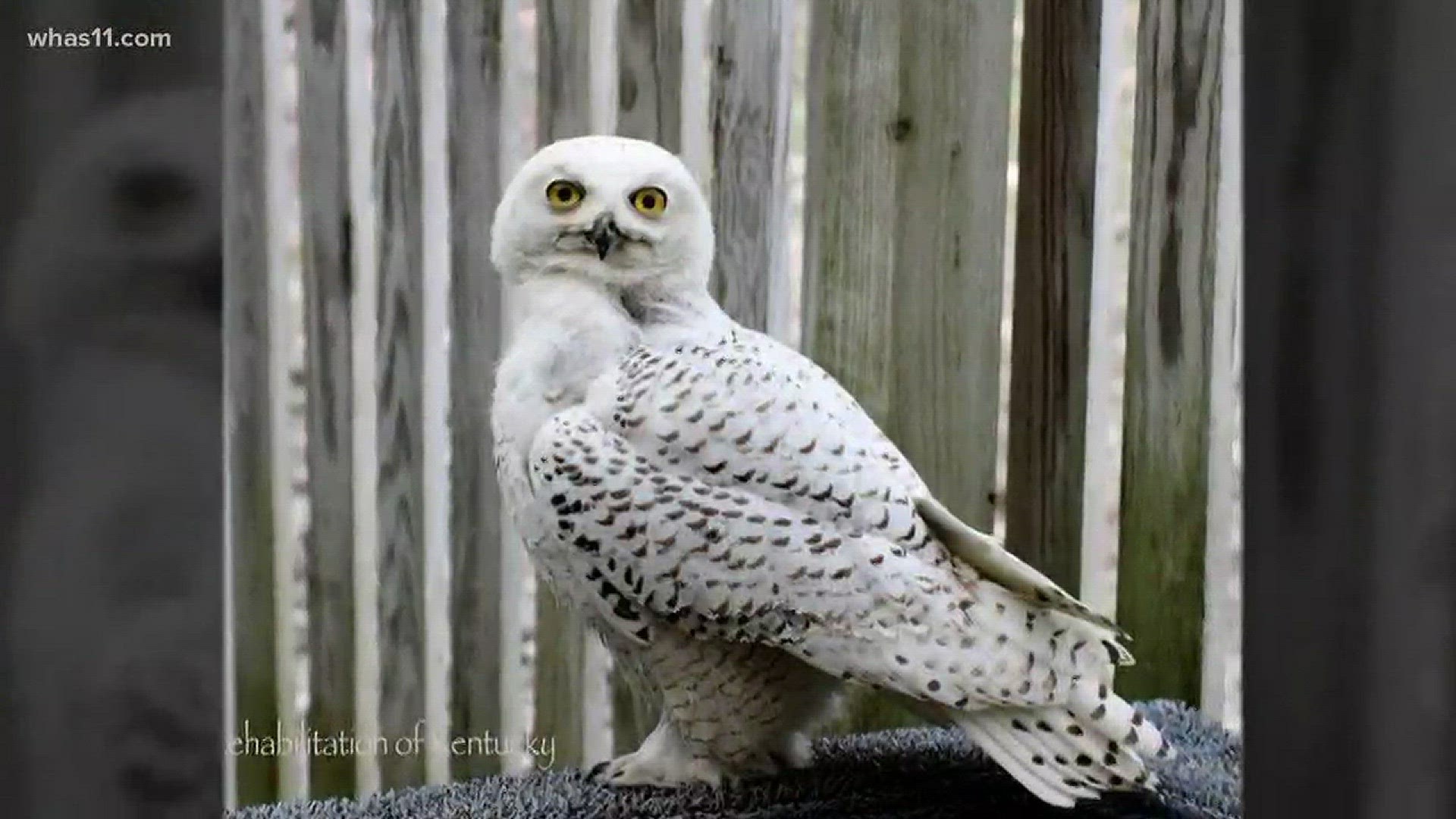 Snowy owl continues rehabilitation