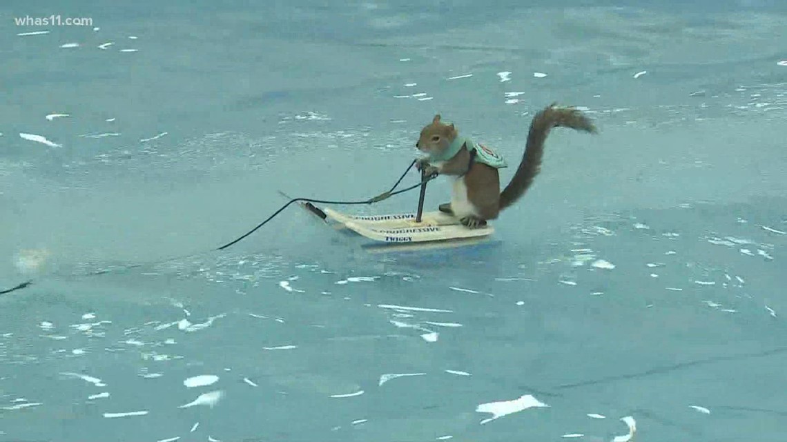 Twiggy, water skiing squirrel, at Louisville Boat, RV & Sportshow