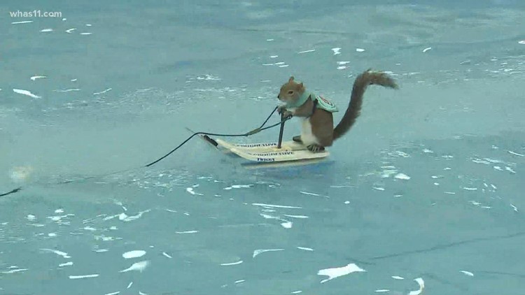 Twiggy the water skiing squirrel at this year's Louisville Boat, RV & Sportshow