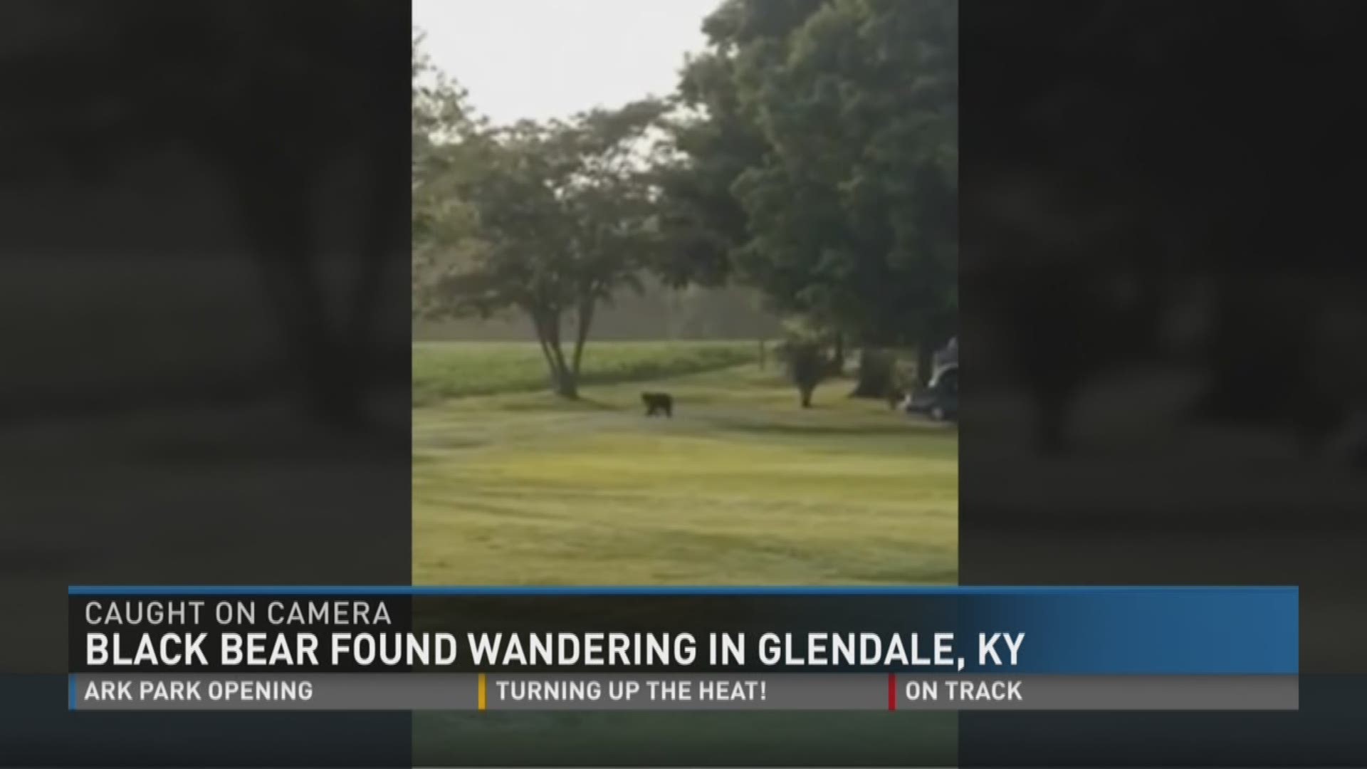 Black bear found wandering in Glendale, KY