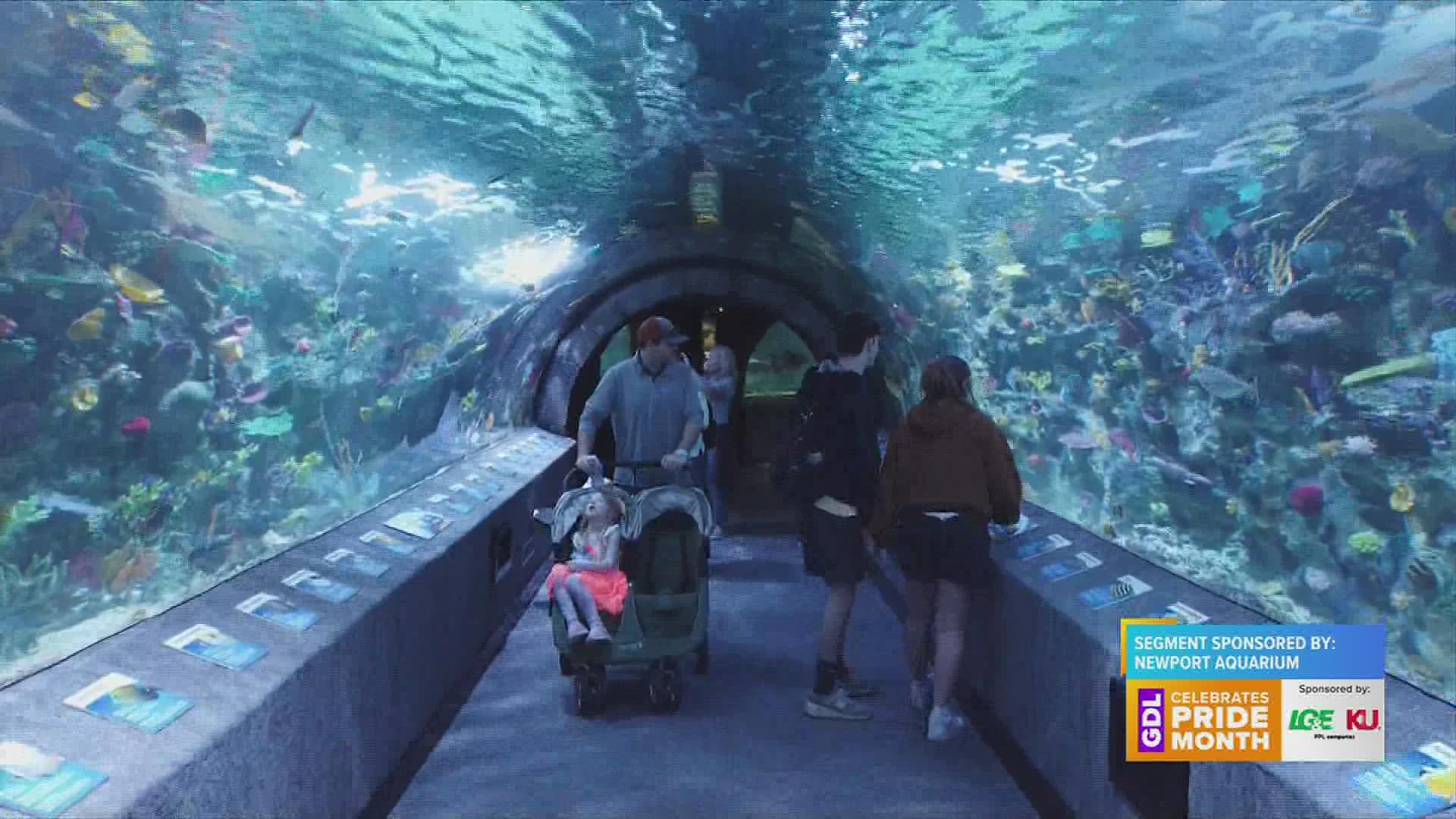 Shark Summer is here at the Newport Aquarium