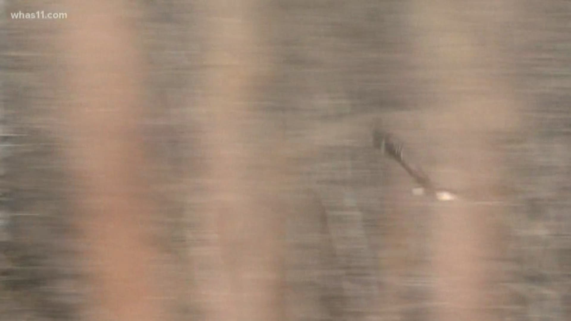 A bald eagle found injured in early March took to the skies over the Parklands at Floyds Fork, months after it was severely injured.