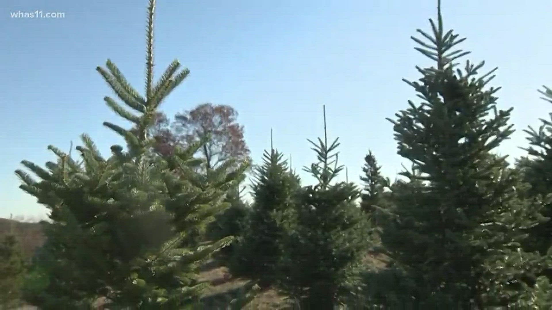 The recession of 2007 could affect Christmas tree availability this year