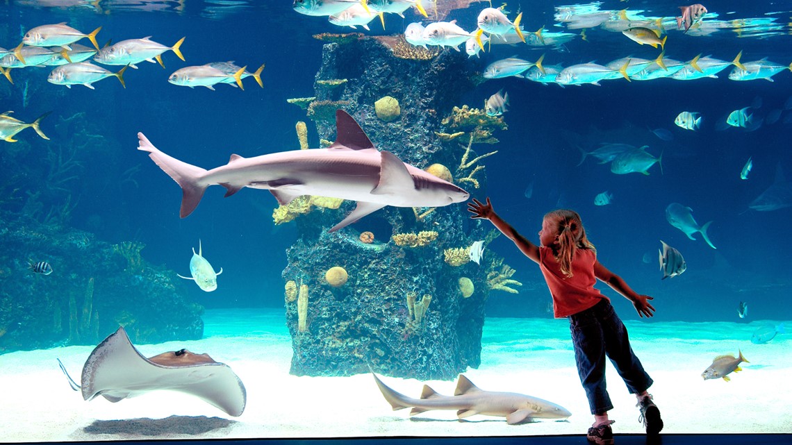 Kids get in free at Newport Aquarium this weekend - 165396576 1140x641