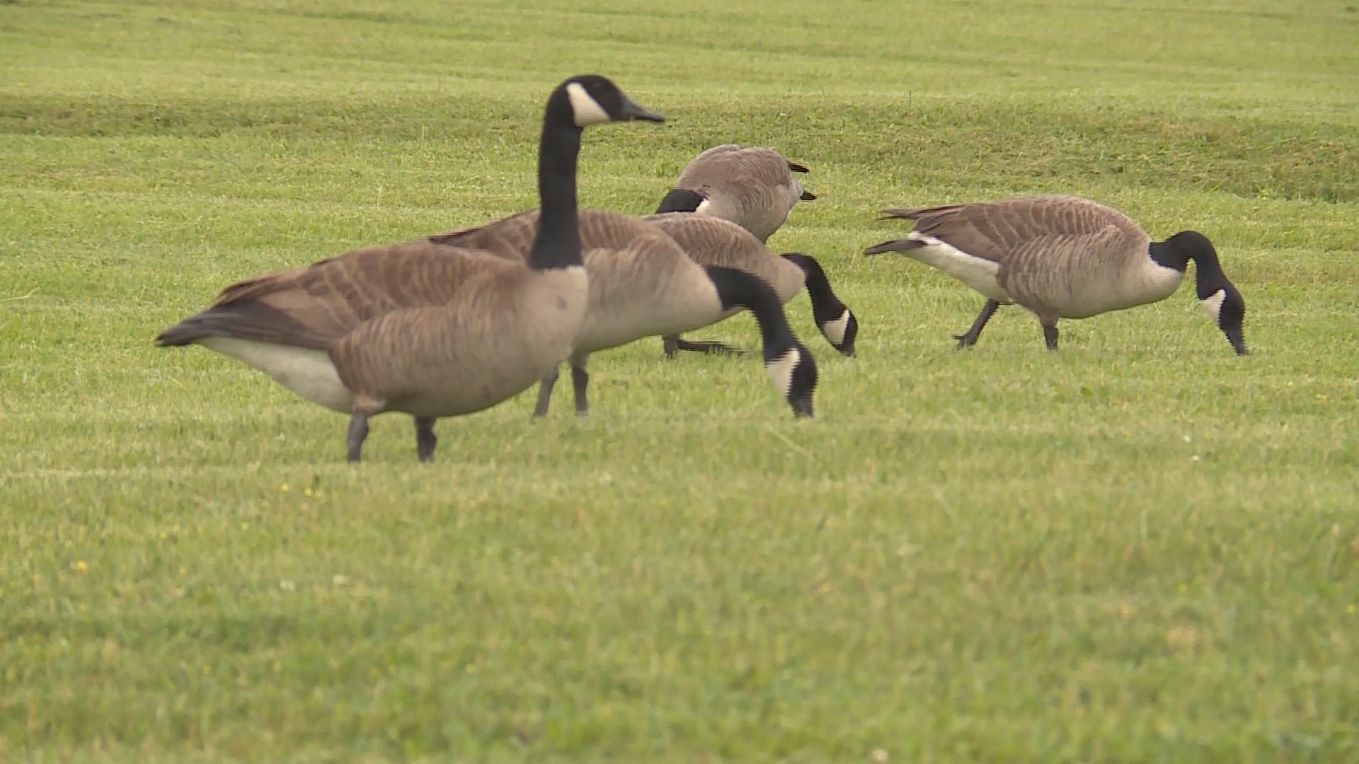 Avian influenza detected in these Indiana counties | whas11.com