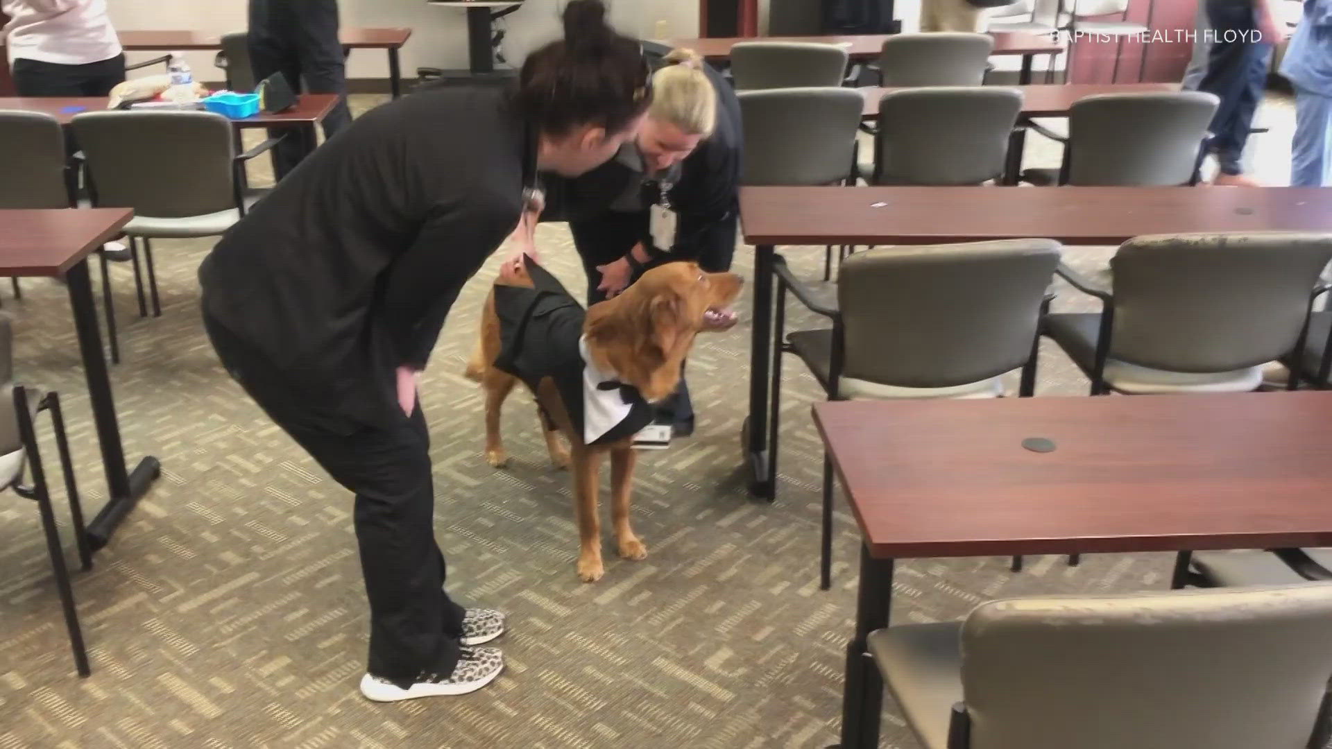 Meet Dr. Floyd Wags, the newest therapy dog on staff at Baptist Health in Louisville.