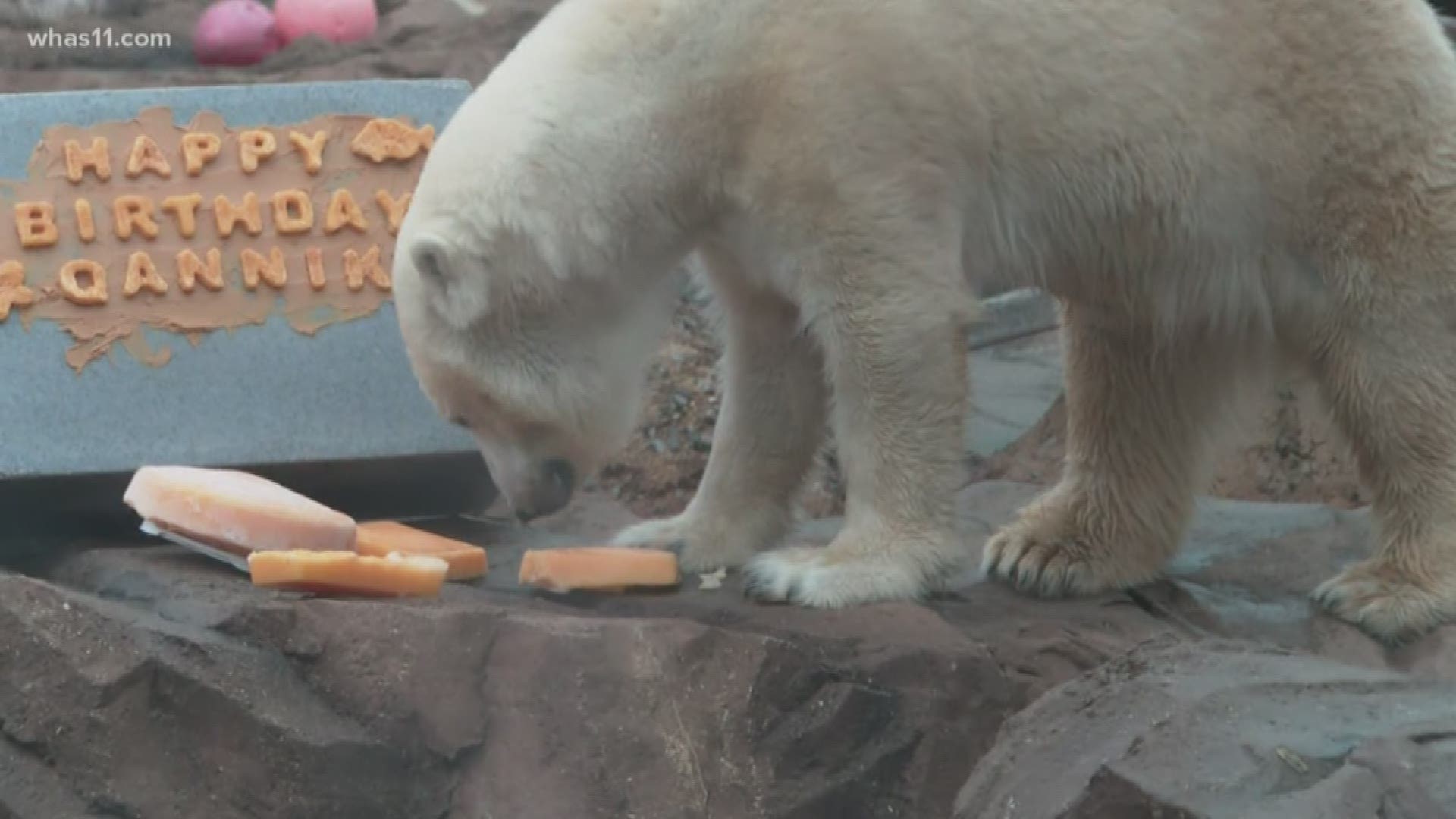 Some of the zoo's favorite animals celebrated their birthdays Saturday.