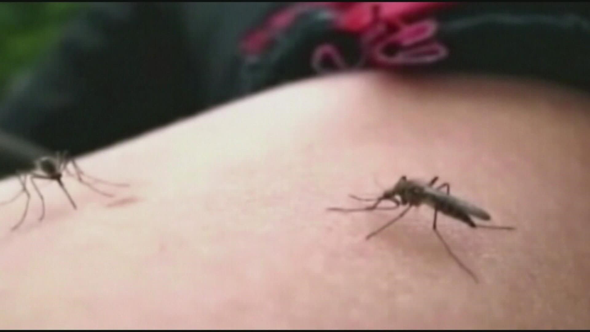 As Louisville reports one death and two cases stemming from West Nile virus, they are urging the public to take precautions to avoid bites.