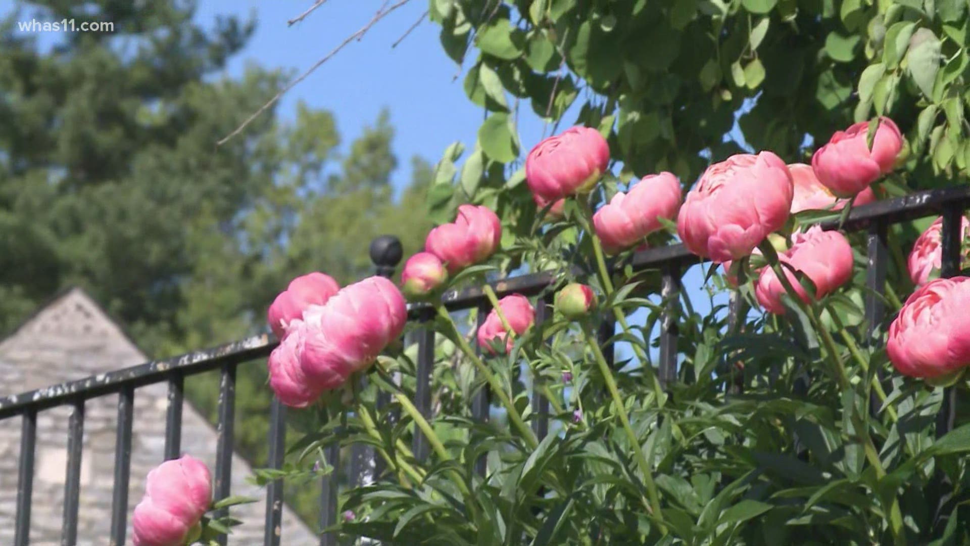 With Mother's Day tomorrow, you could check out the Botanical Gardens. It's nearing the end of peony season so you'll see some beautiful blooms.