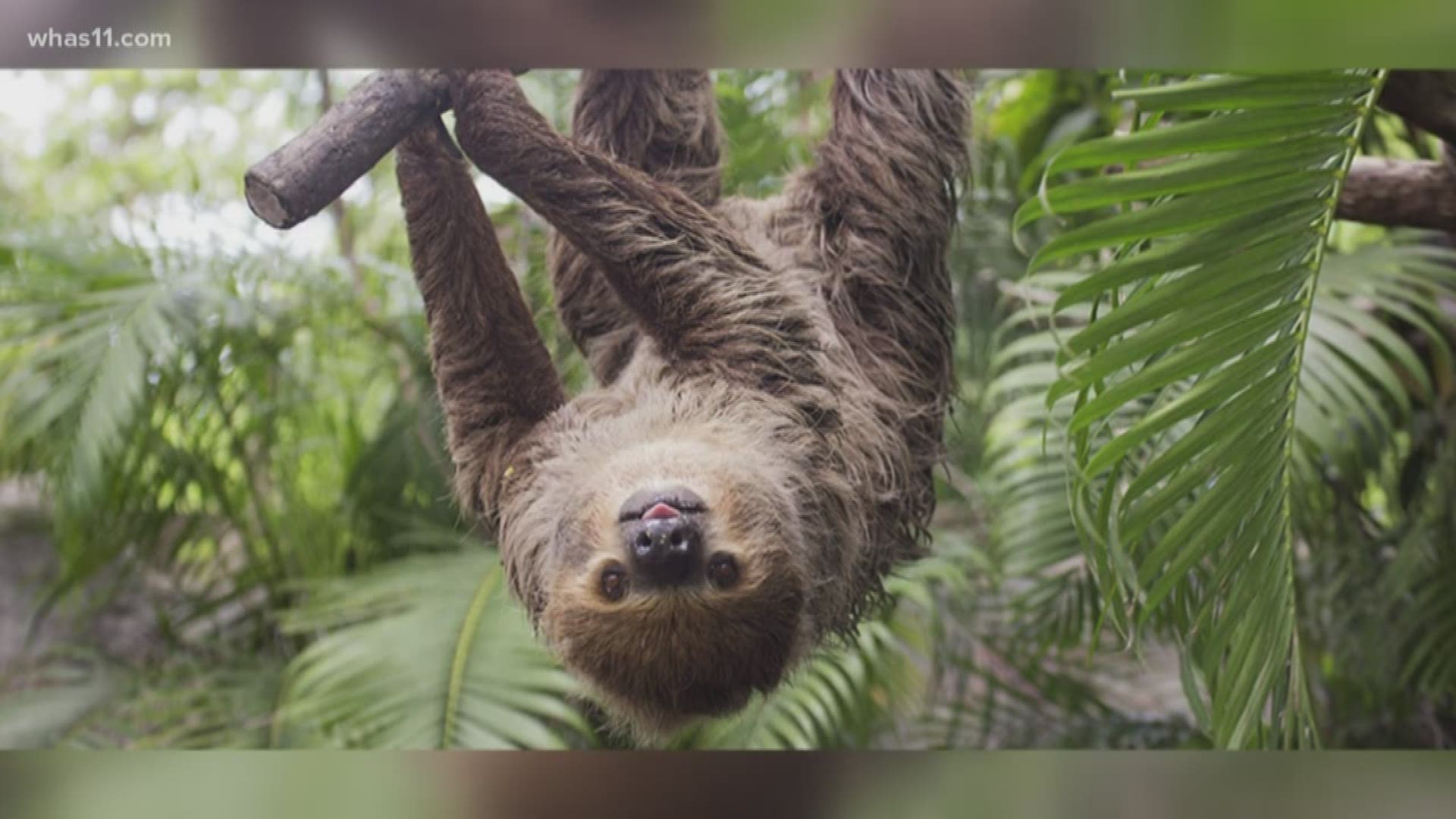 Zoo officials say the sloths are nocturnal, solitary and known for their slow movements.. as we know.