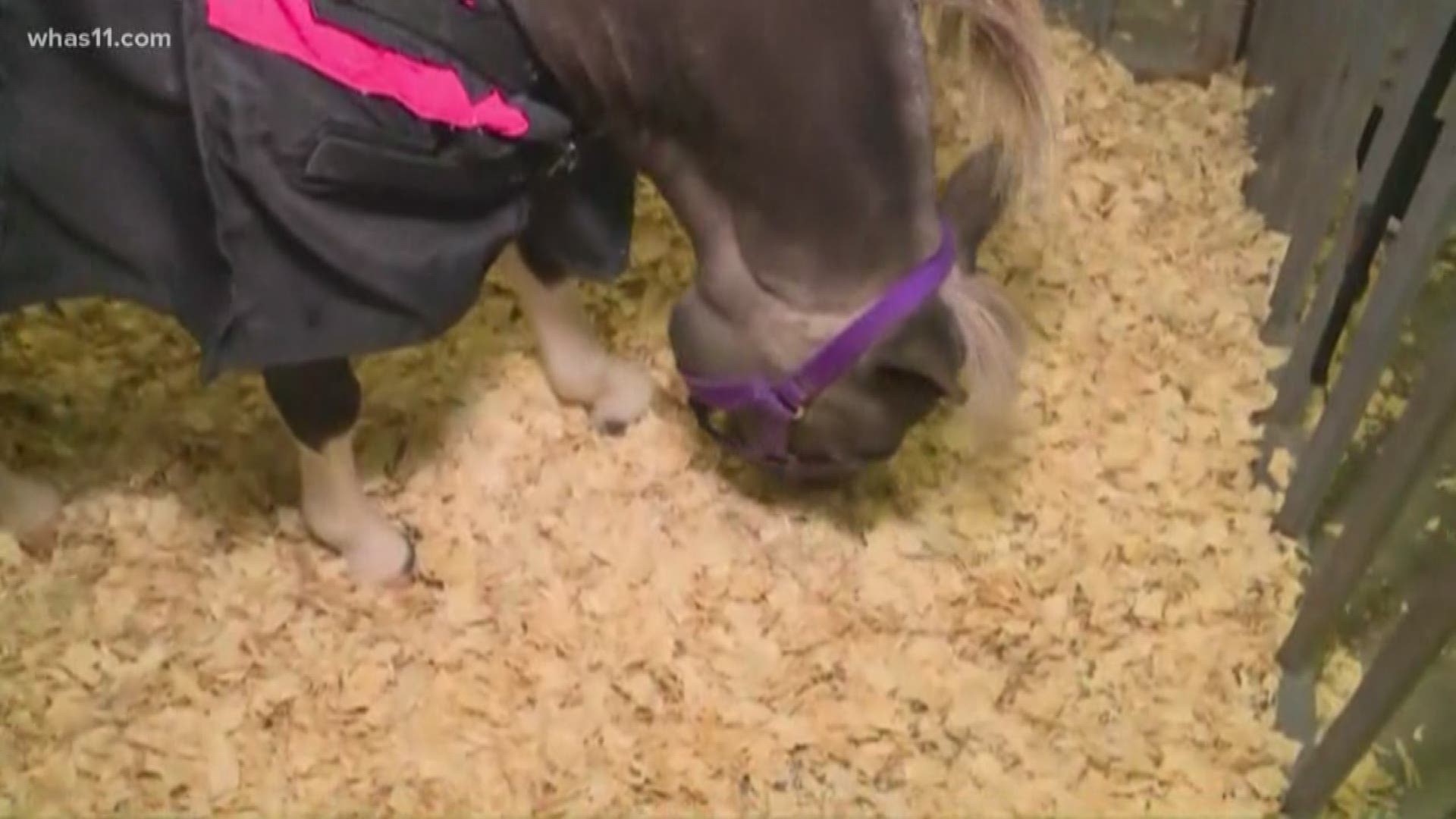 Kaitlynn Fish gets to meet a precious miniature horse at the Kentucky State Fair