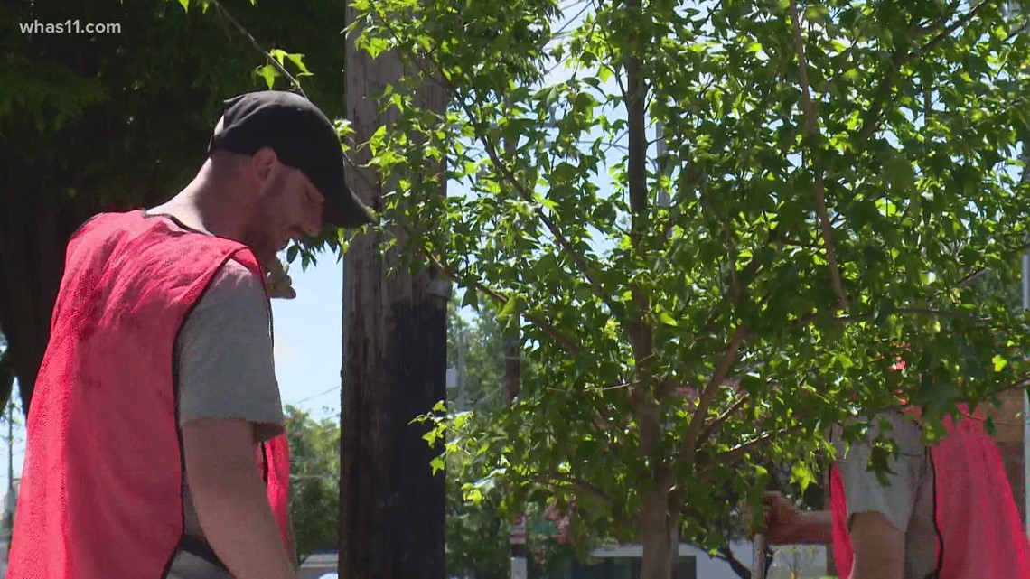 Tree Canopy, new assessment shows increase in Louisville - Vimarsana News