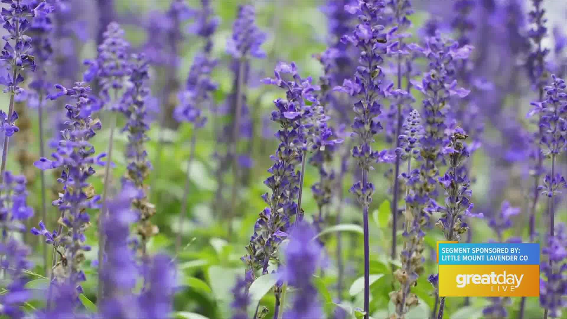 Little Mount Lavender is celebrating their 1 year Anniversary!