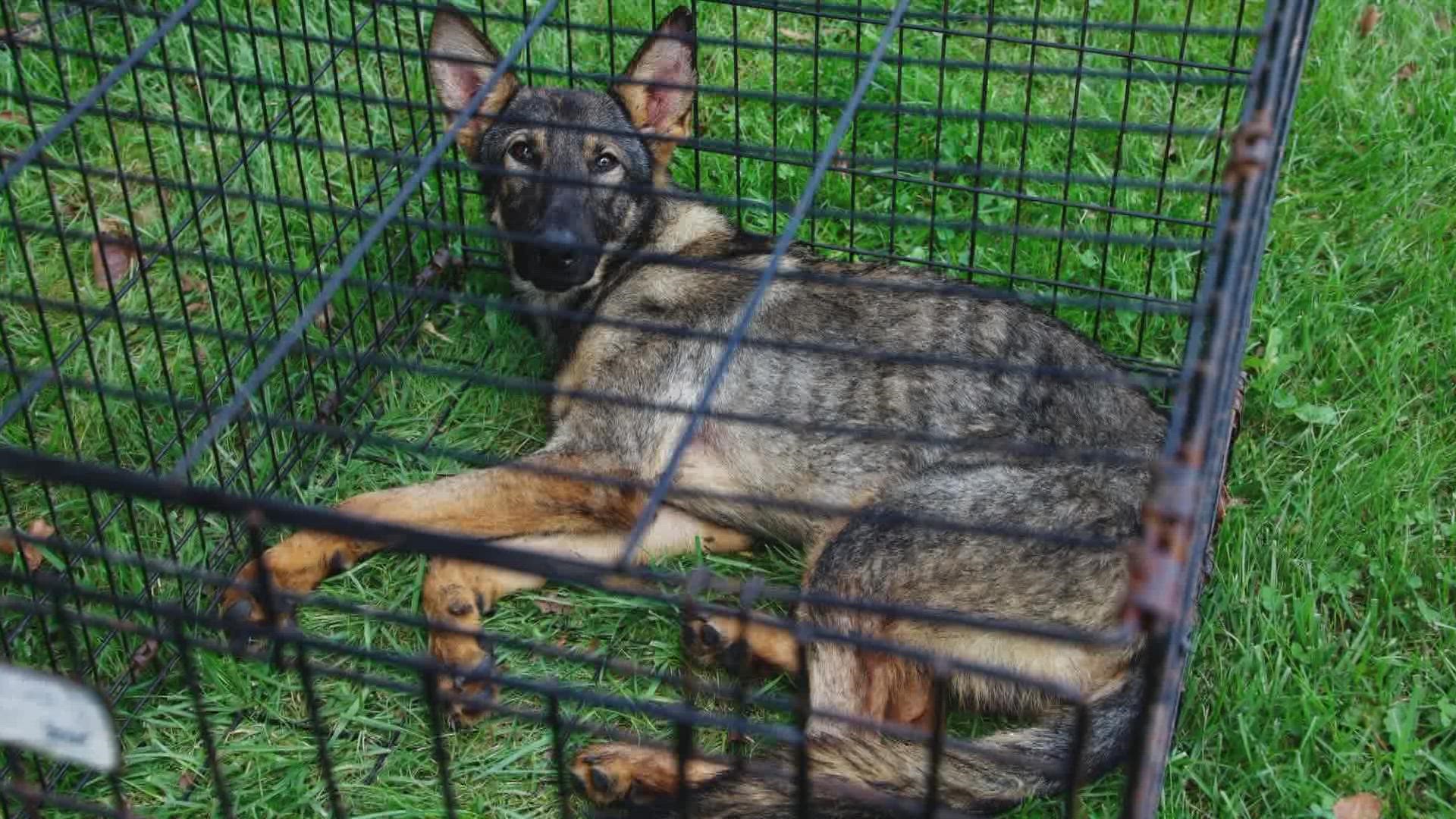 Two dog breeders in Indiana are facing 33 charges of animal cruelty.