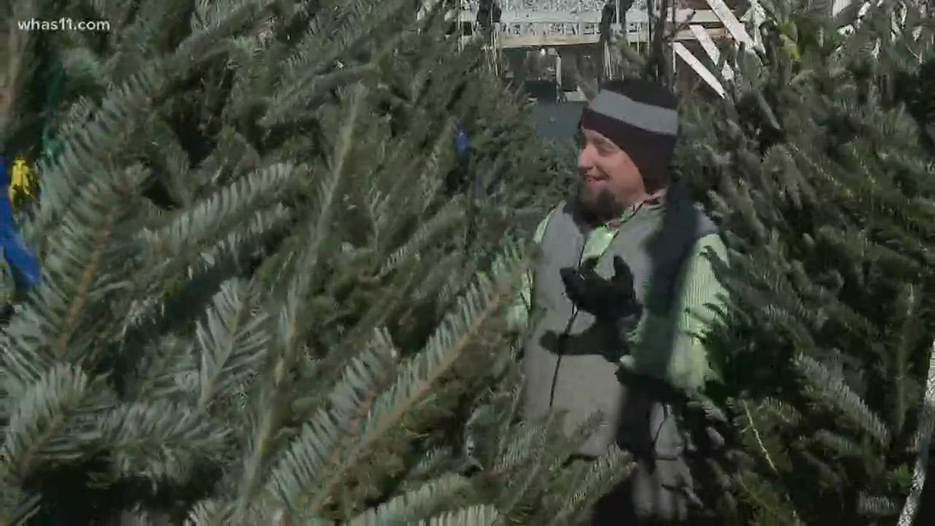 Verify: real or fake trees
