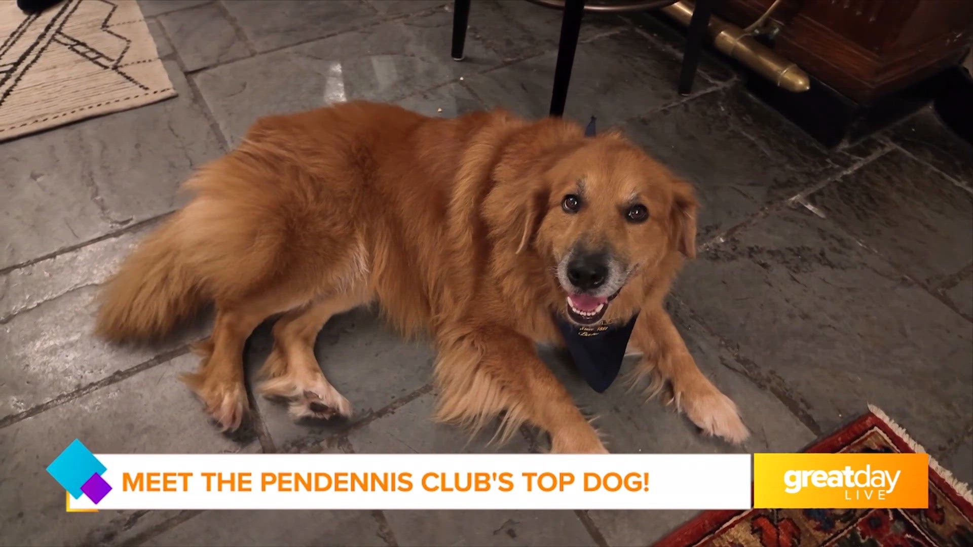 GDL: Meet The Pendennis Club's New Mascot!