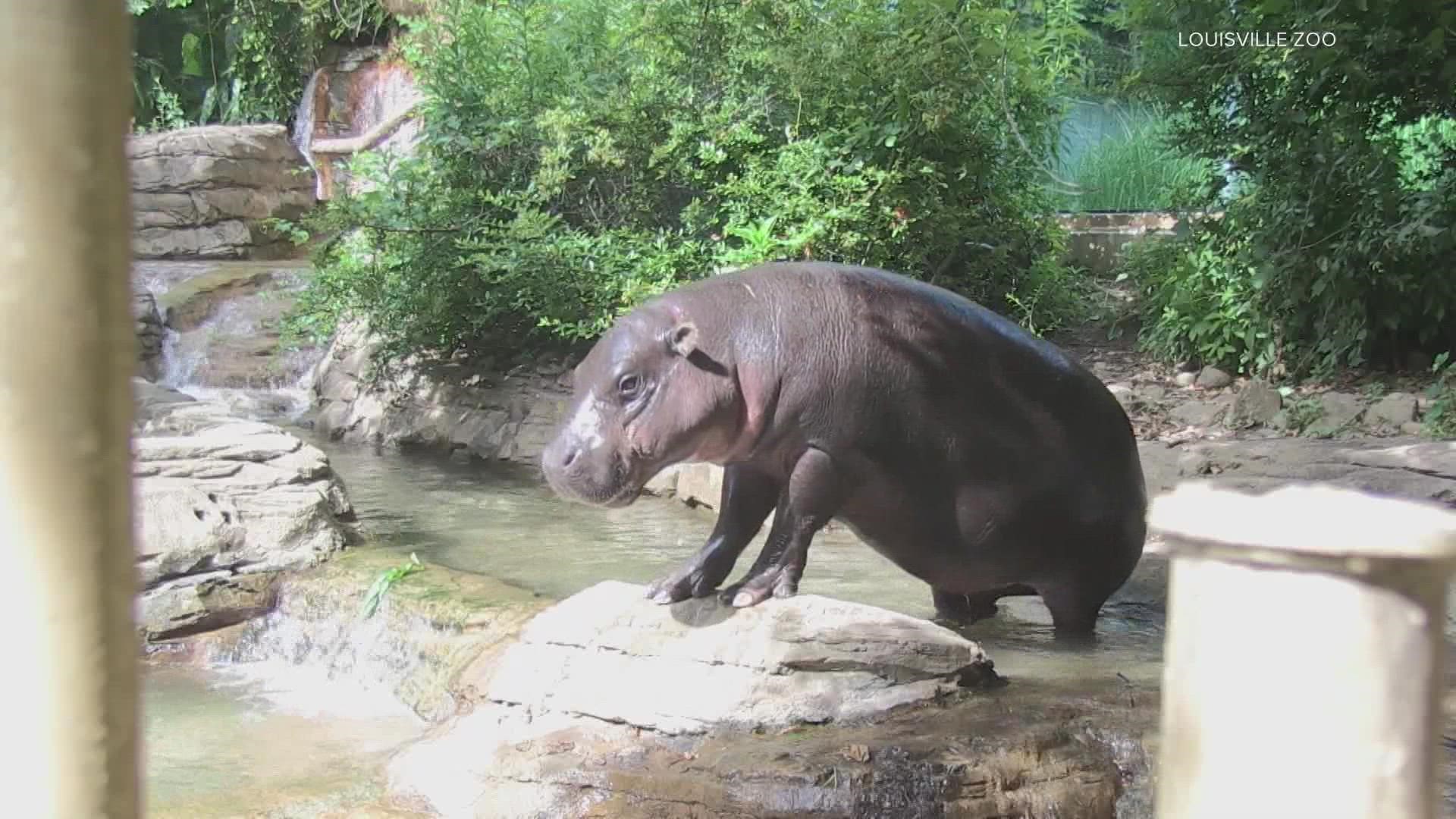 She comes to Louisville from the zoo in Jackson, Mississippi.