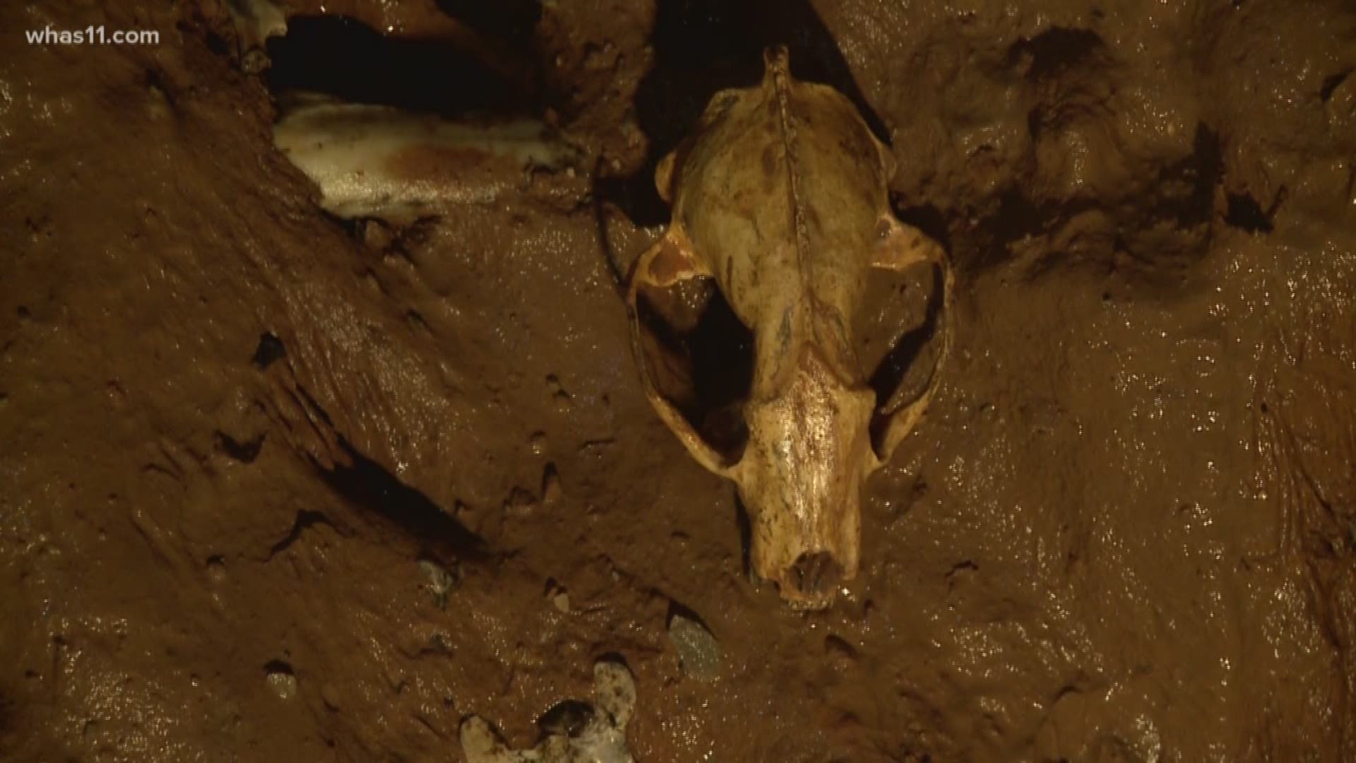 Paleontologists dig in Indiana Caverns