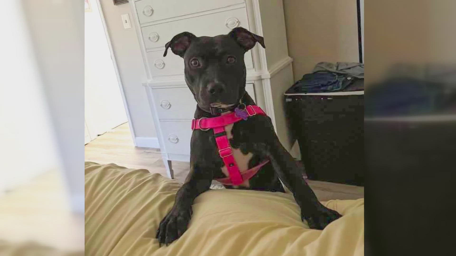 Olive's foster mom said it's surprising she hasn't found her family yet.