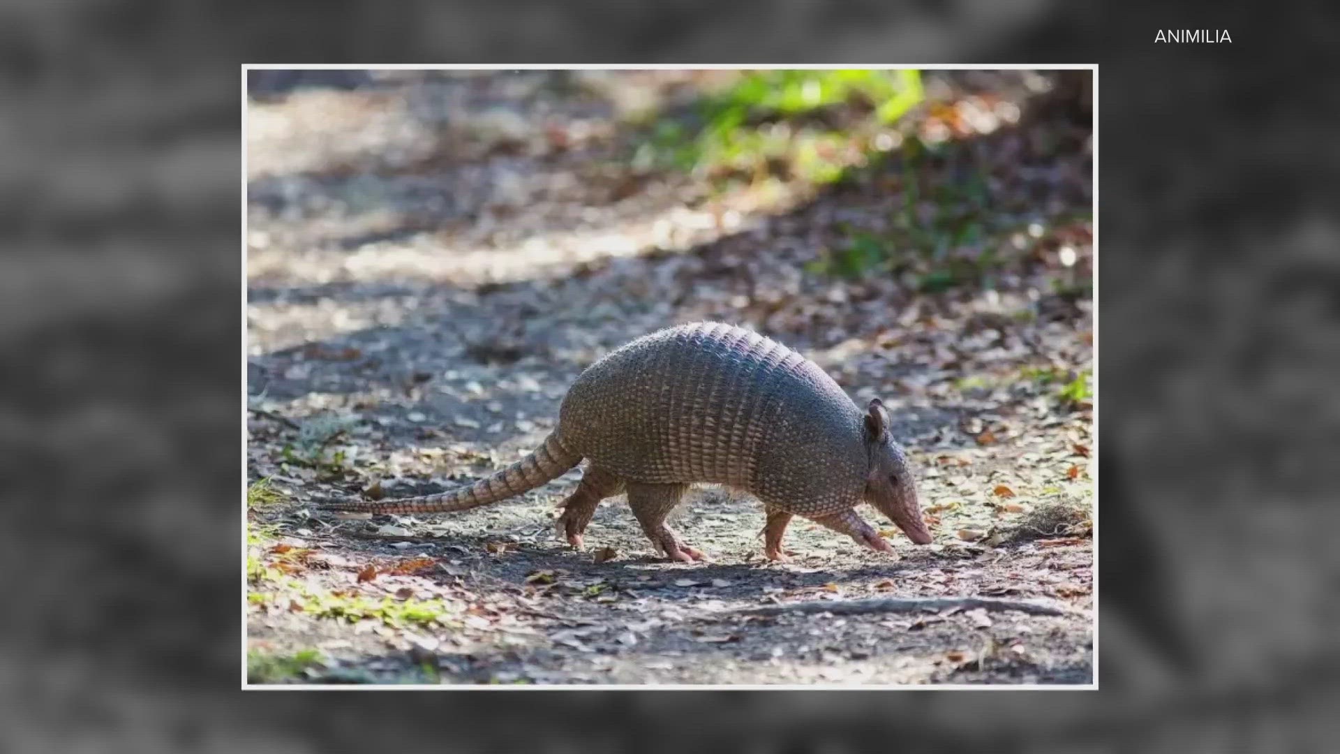 The nine-banded armadillo became the 51st mammal found at the forest in Bullitt County.