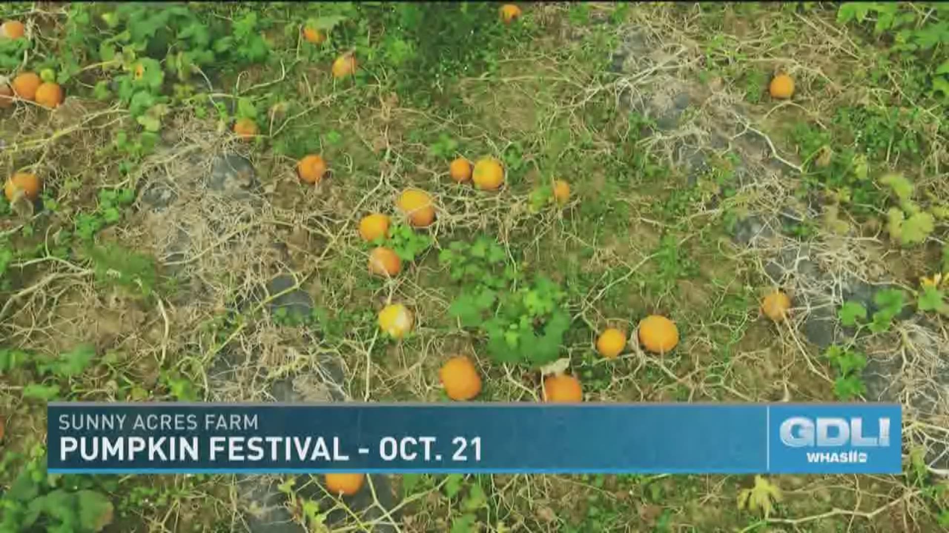 The U-pick pumpkin season starts next week and continues on Saturdays and Sundays through the Pumpkin Festival on October 21, 2018