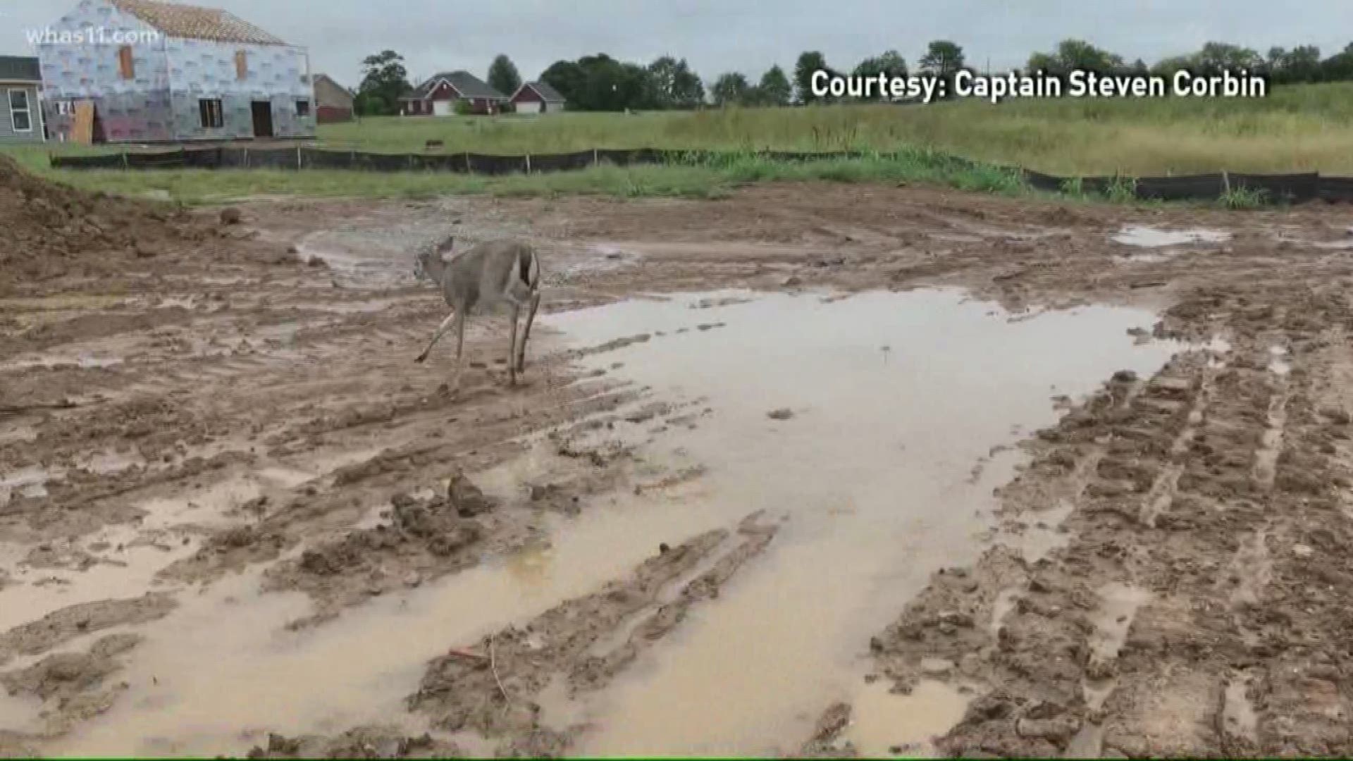 Zoneton firefighters helped two deer trapped in a flooded portion of a home under construction near Shepherdsville.