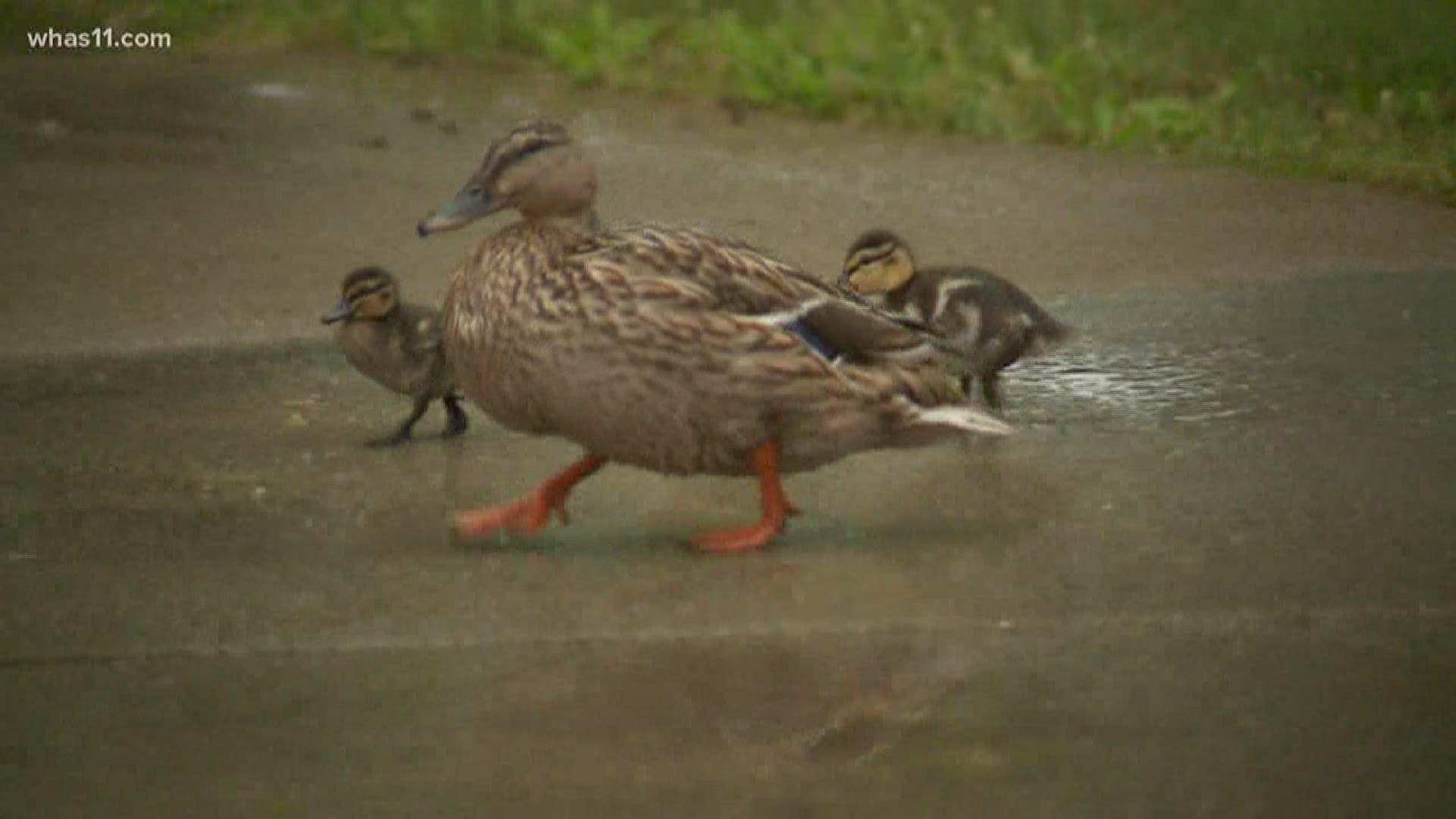 Photojournalist Jake Cannon shows ducklings enjoying the rain in New Albany.