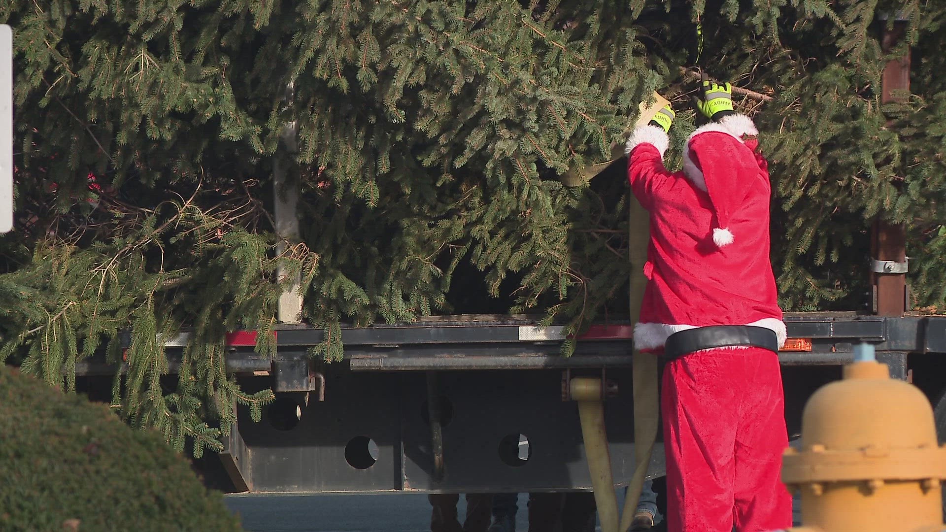 The 45-foot Norway Spruce is about 40 years old and made its way from east Louisville to downtown Tuesday evening.