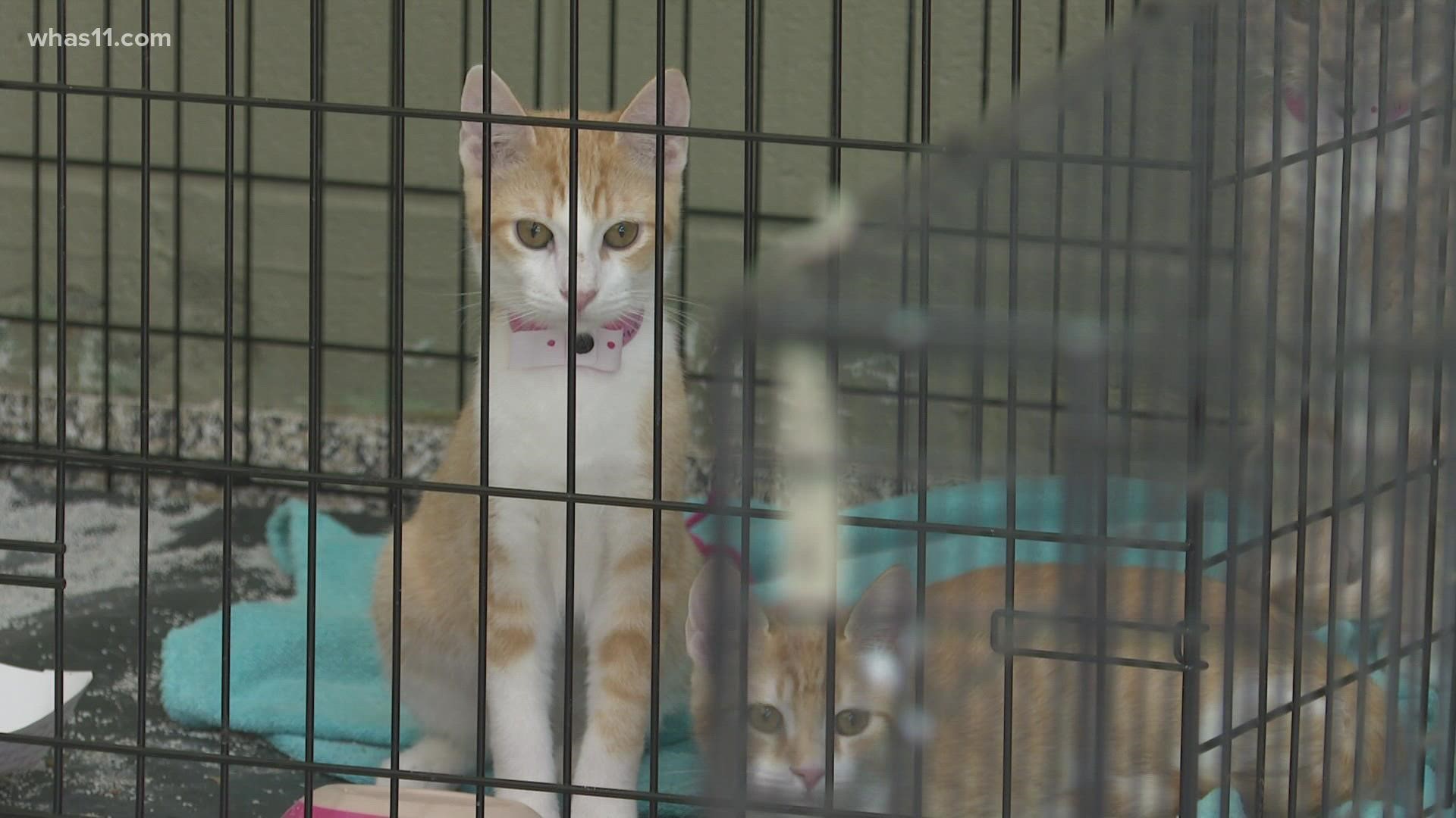 Kentucky Humane Society staff and volunteers are caring for the animals until they are healthy and ready for adoption or fostering.