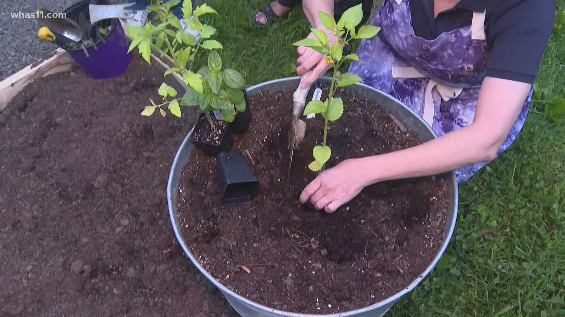 Les Dames shows Gabrielle Harmon with WHAS11 how easy it is to plant in your very own garden. They have herbs and plants for sale this weekend at LesDames.org