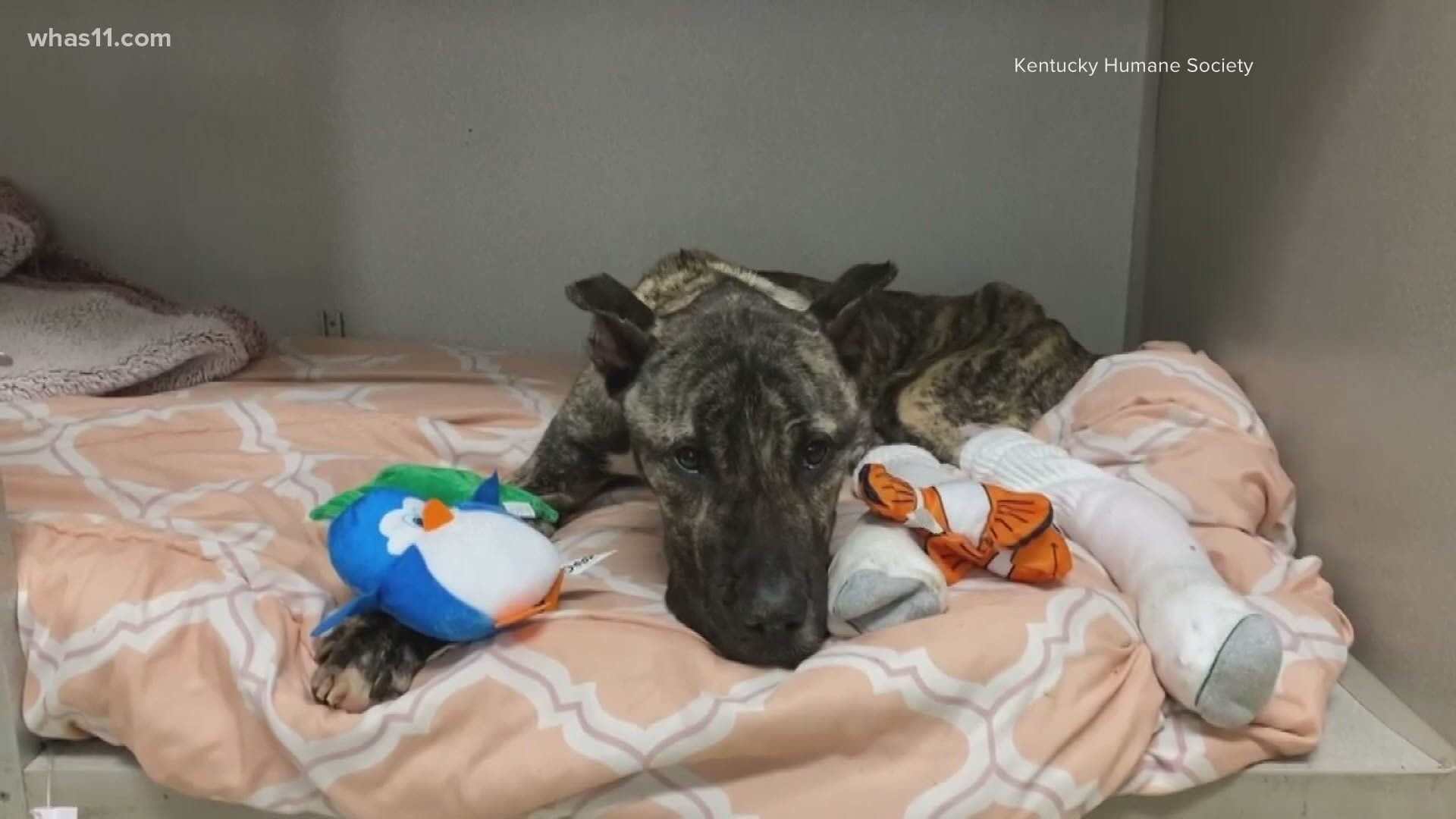 Ethan the Dog was left emaciated in a cold parking lot. His recovery was dramatic, and months later, he's facing a neurological issues.