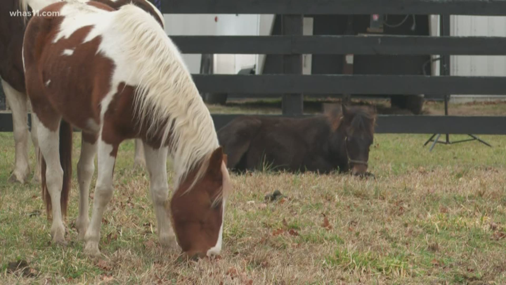 The horse, named Diamond, arrived at Willow Hope Farm in Simpsonville Saturday evening. The farm serves as the home to the Humane Society's equine recovery program.