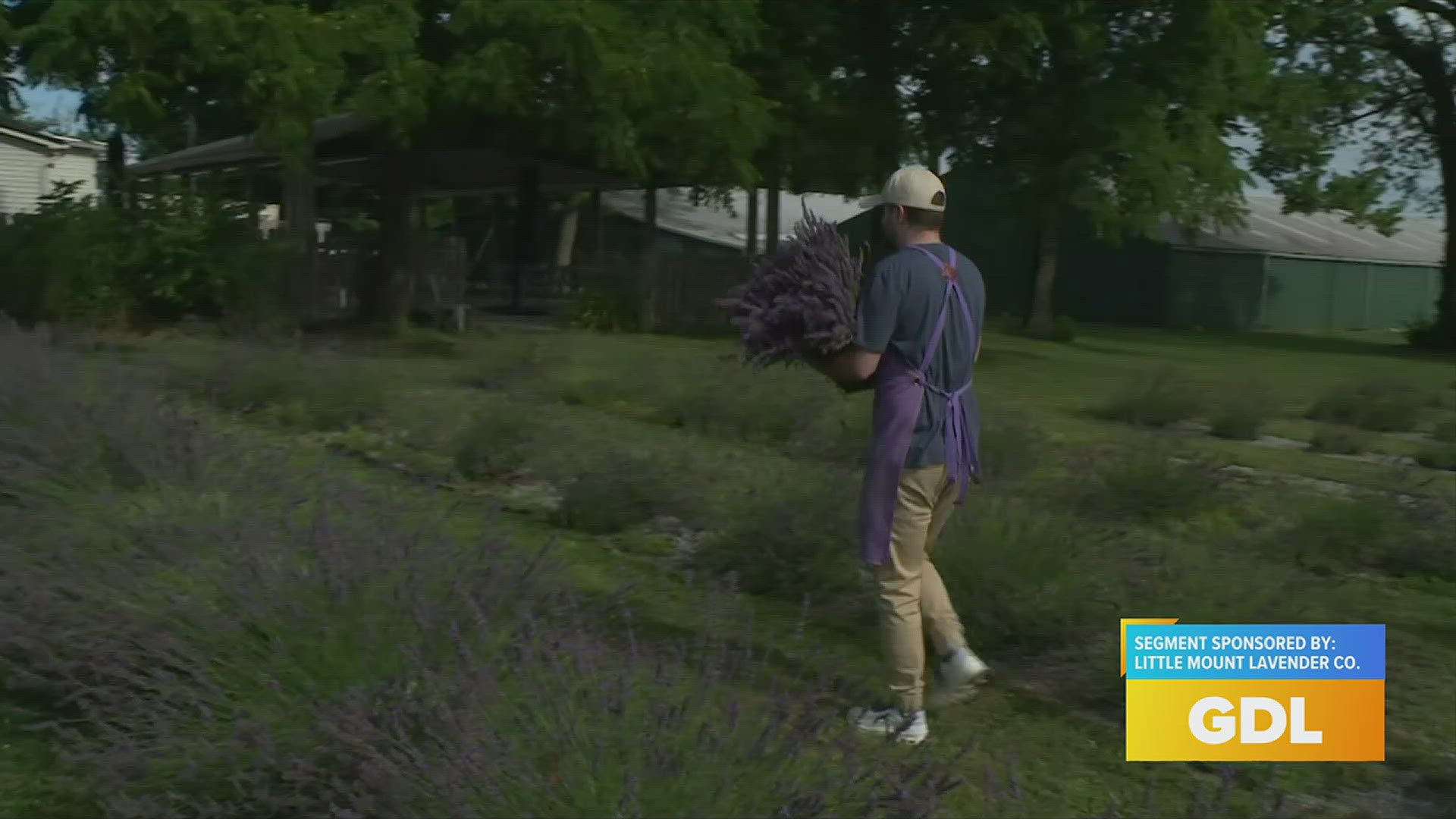 It's lavender season and fresh lavender is in full bloom in the garden at Little Mount Lavender. The garden is open to everyone, and you can pick out your own bundle