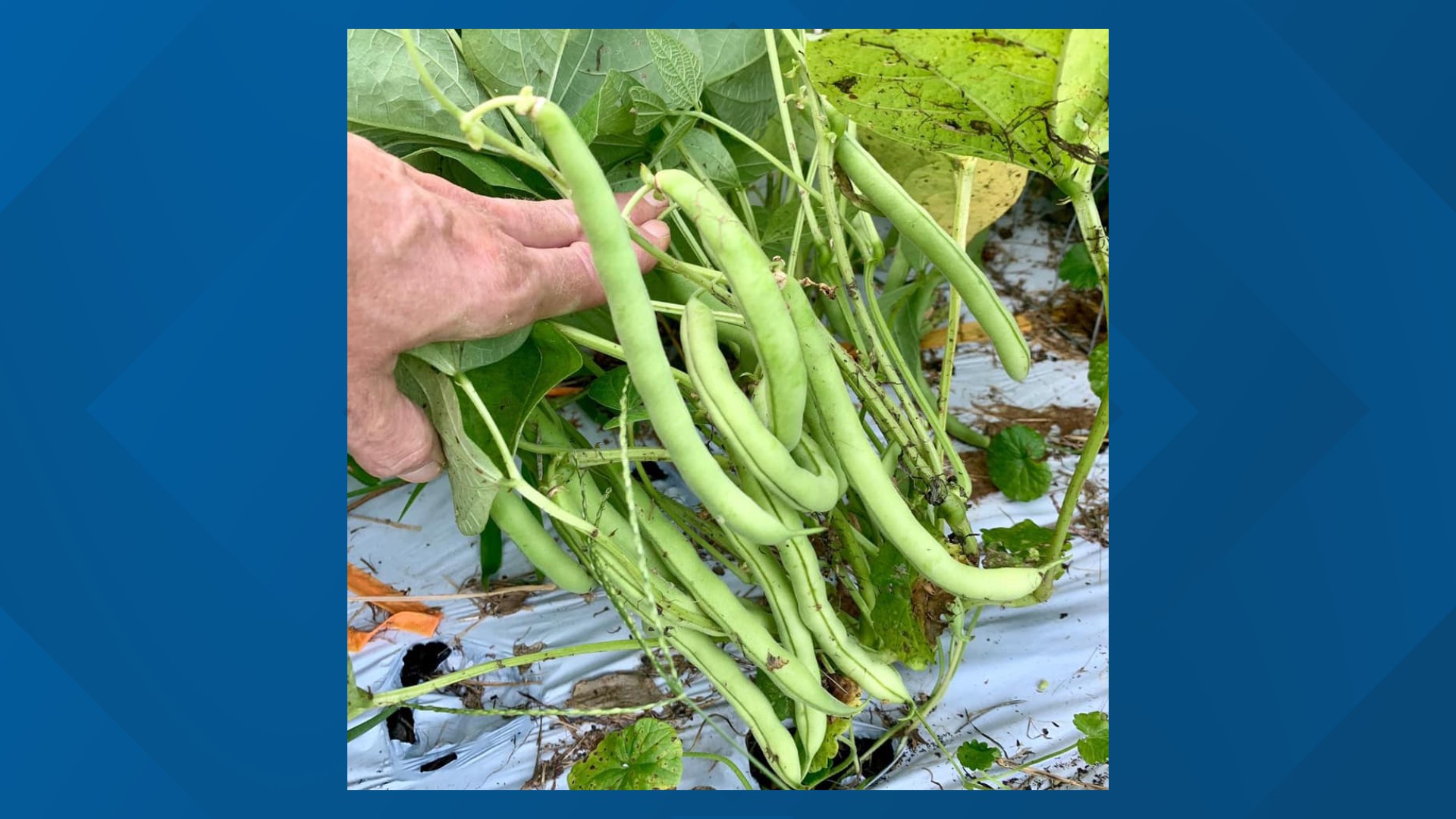 How to plant and grow your own beans