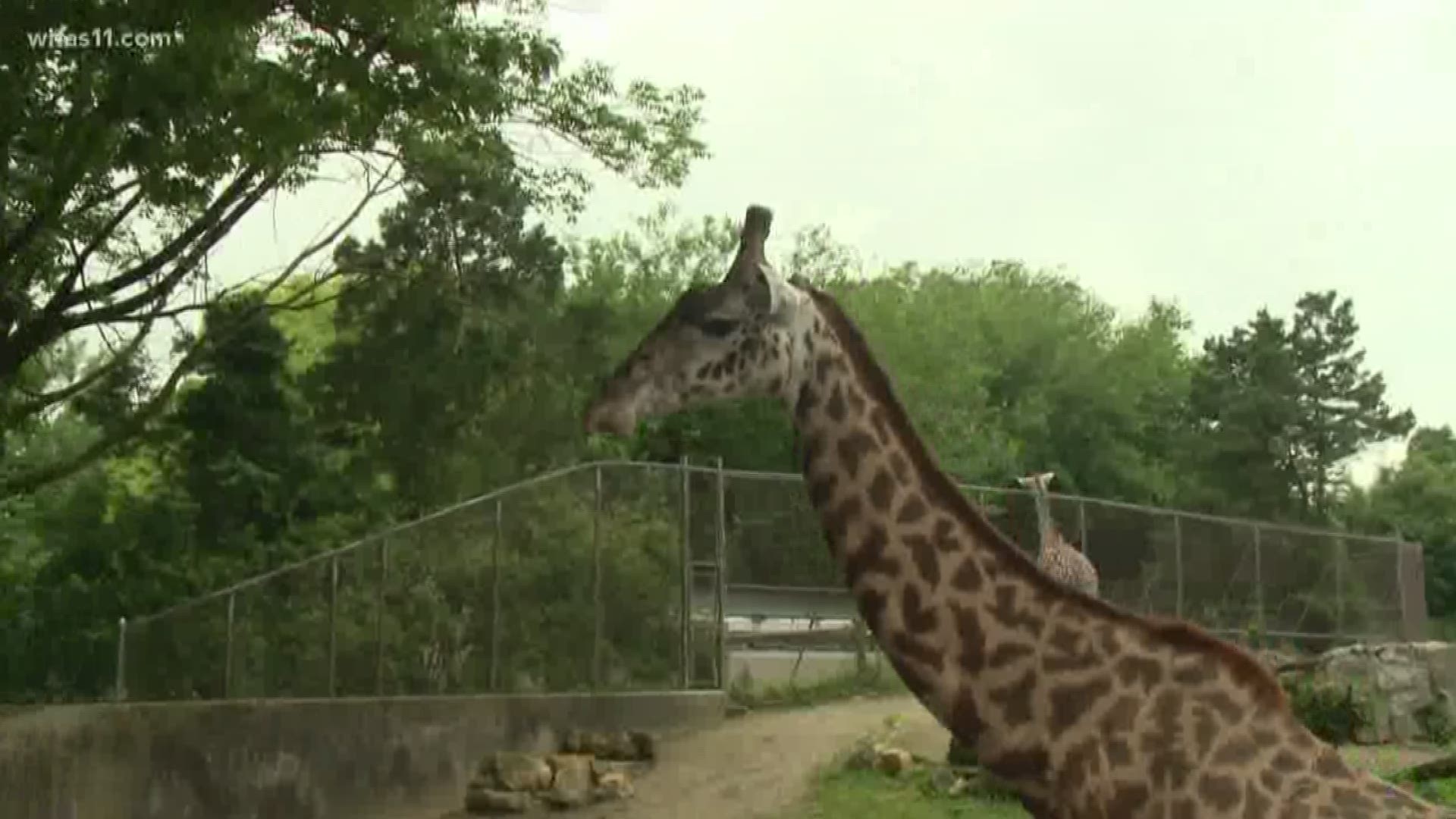 We took a trip to the Louisville Zoo to visit Baridi and to learn a little more about giraffes.